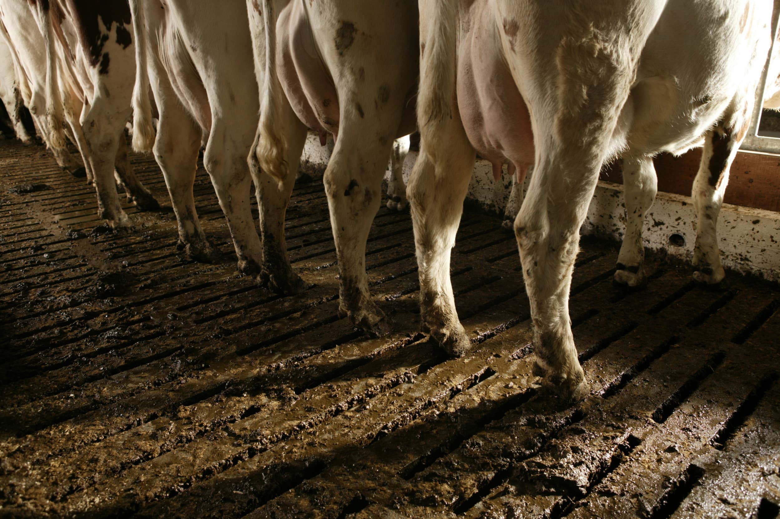 Wanneer een koe door het rooster zakt, breekt paniek uit. Boerin Miranda beschrijft hoe ze met hulp van gezin en aannemer alles weer op orde kreeg. Foto ter illustratie. Foto: Mark Pasveer