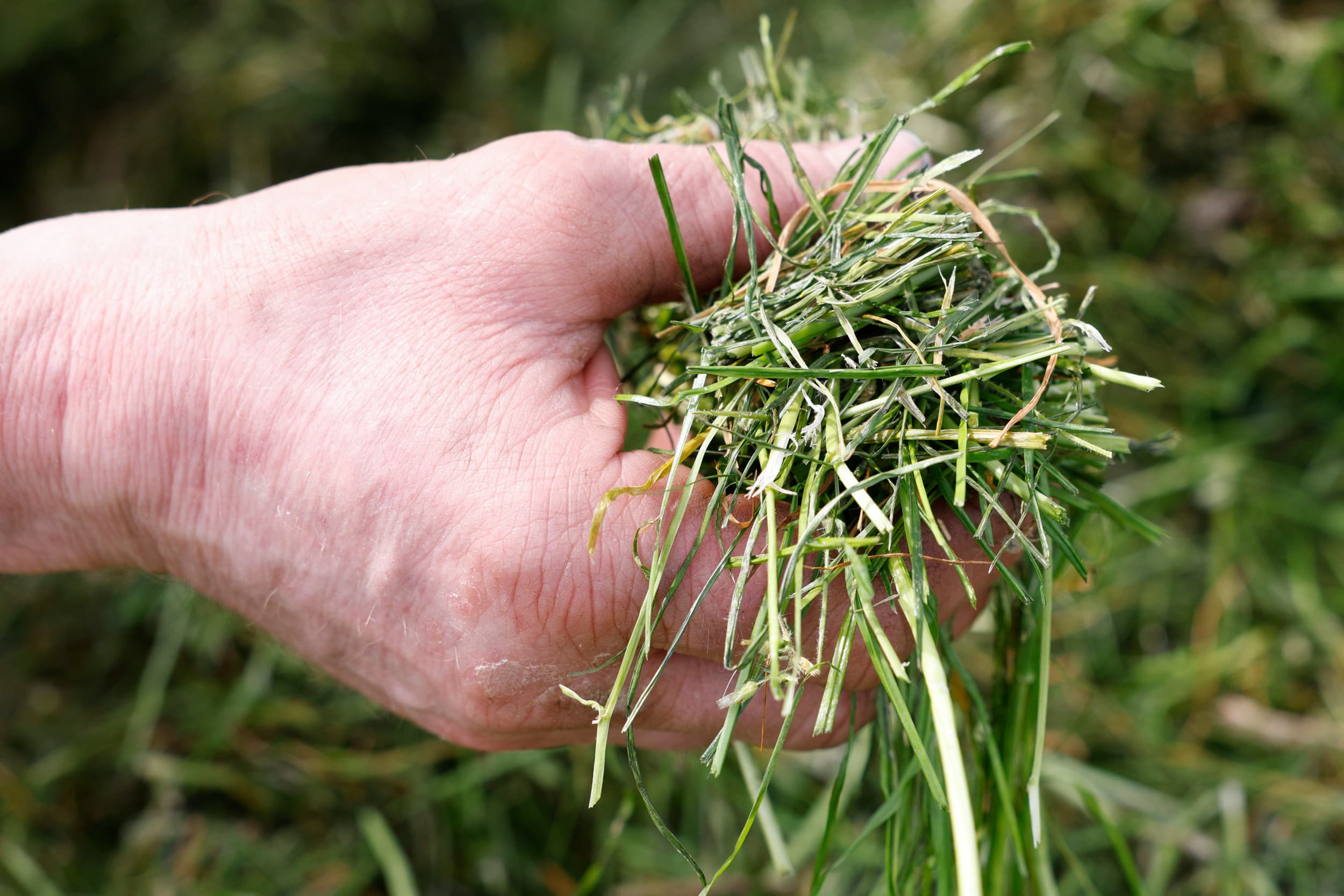 Praktijkproef toont dat kort hakselen met opraapwagen of hakselaar vergelijkbaar resultaat geeft. Snijlengte 10-13 mm voorkomt te lange delen in graskuil. Foto (ter illustratie, niet van de proef): Ton Kastermans Fotografie
