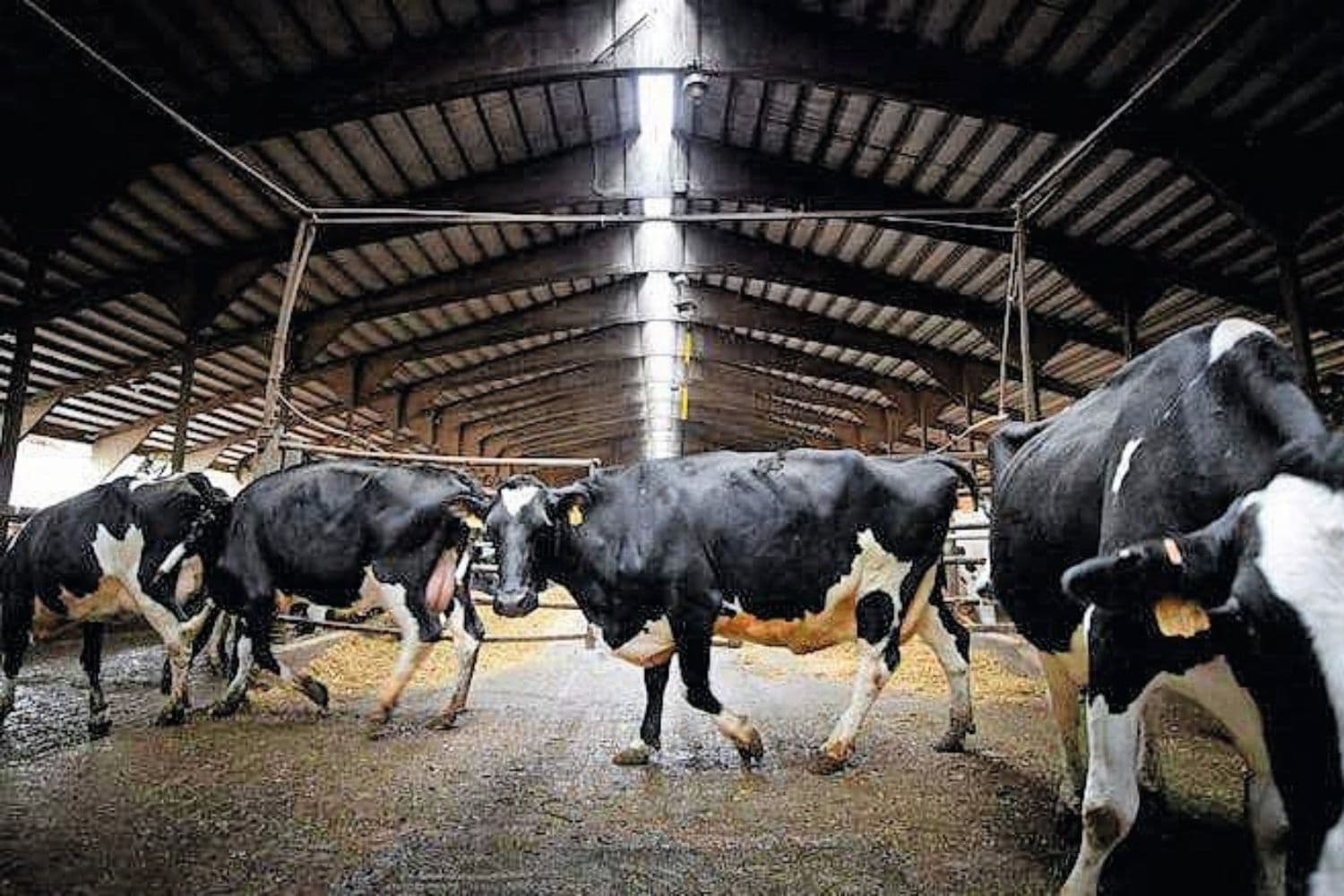 melkveebedrijf Verenigde Staten