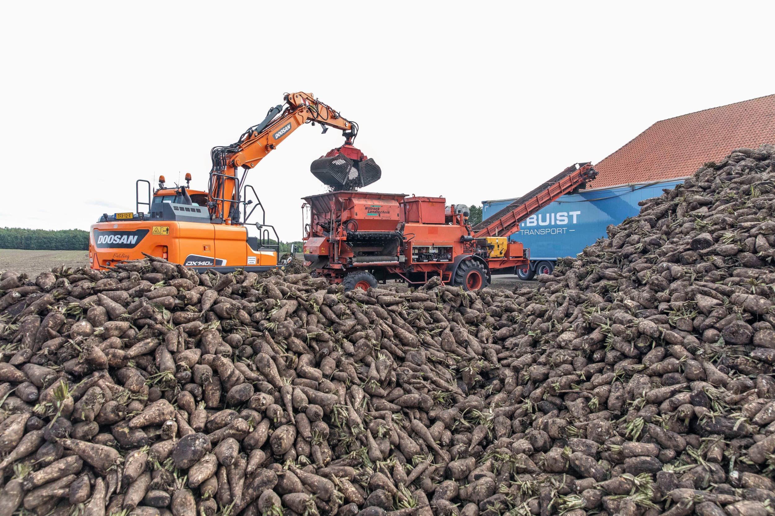 Cichorei laden voor Sensus bij een akkerbouwer in Groningen. Foto: Koos van der Spek