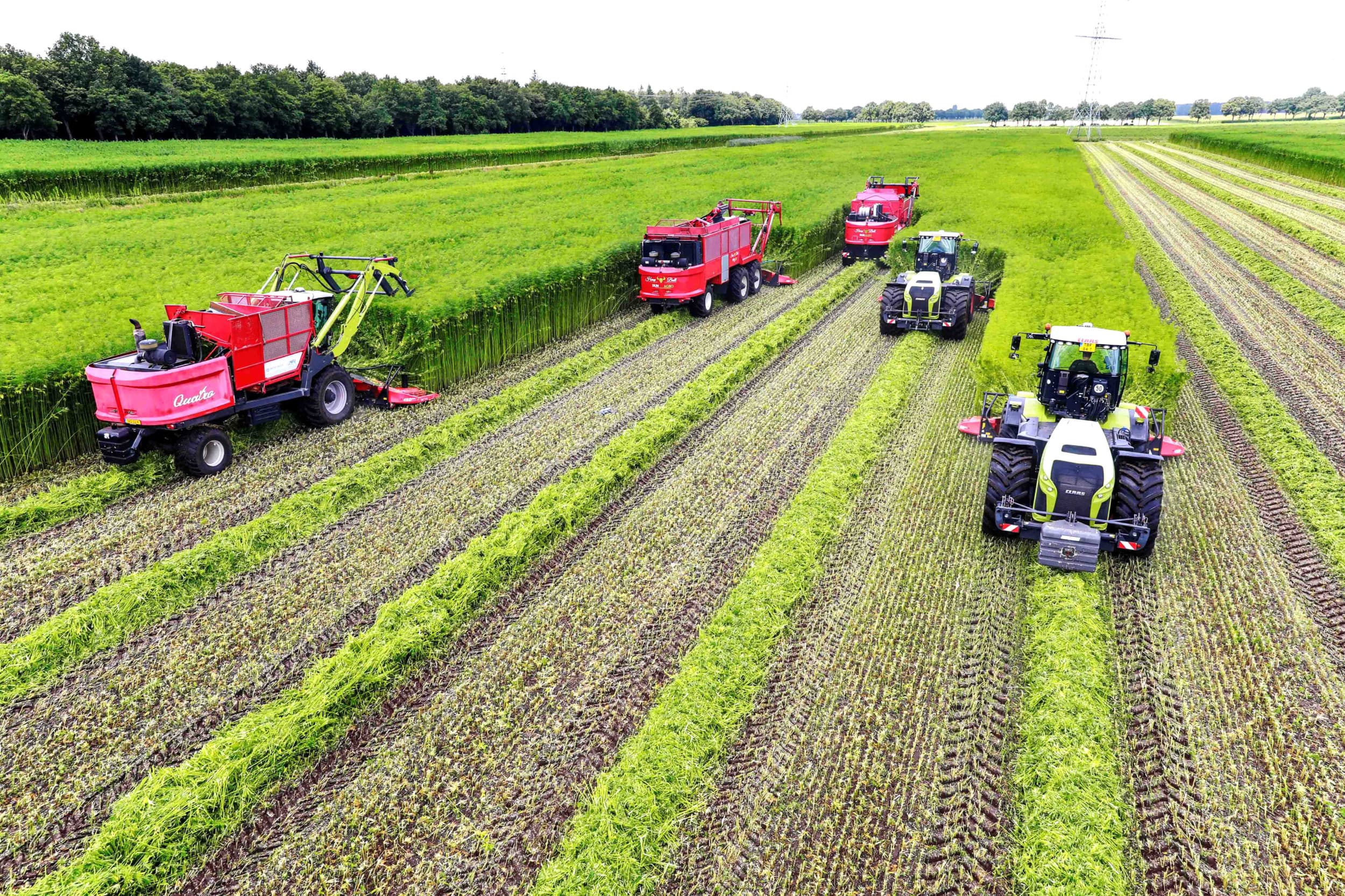 Afbeelding ter illustratie. Maaien van de vezelhennep. Foto: Koos van der Spek