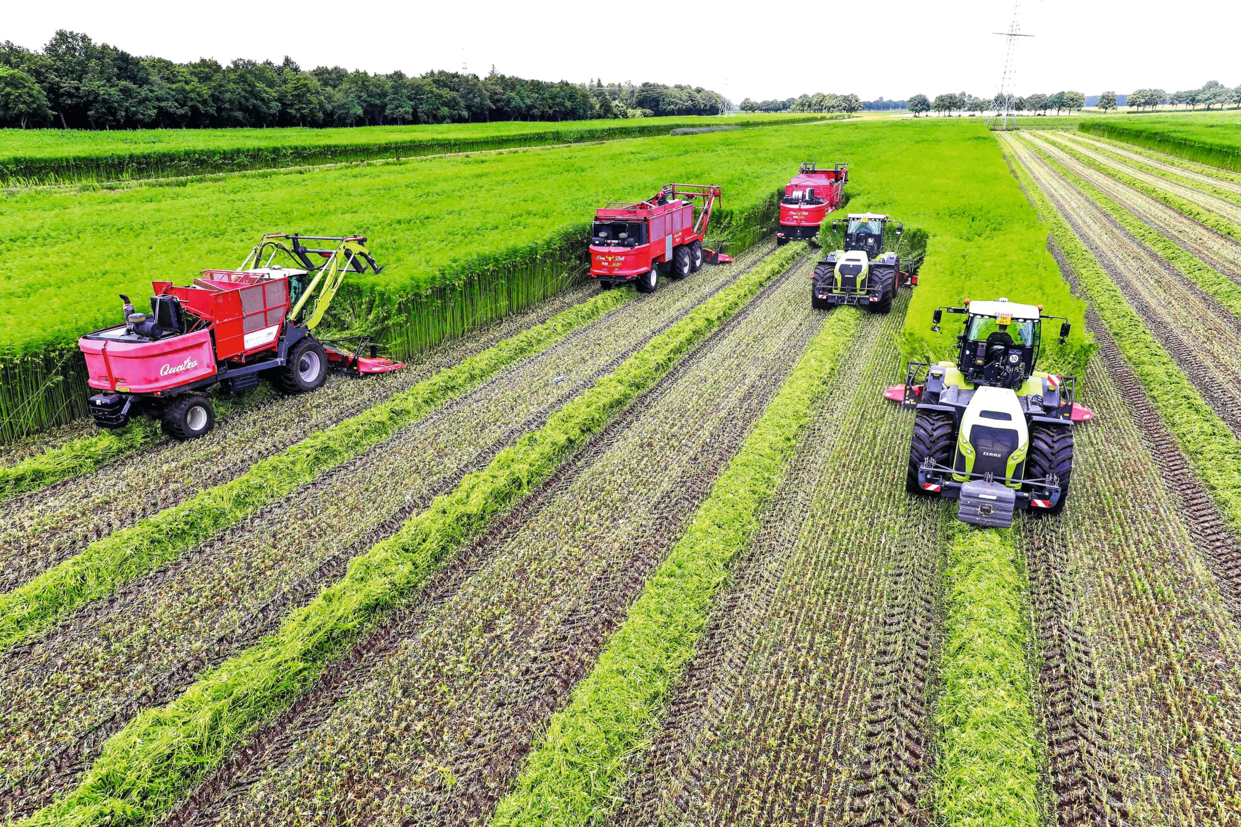 Oogst van vezelhennep. Nederland wil meer biobased materiaal, wereldwijd is er juist een drastische afname van nonfood-productie agroproducten, door de opkomst van synthetische materialen. Foto: Koos van der Spek