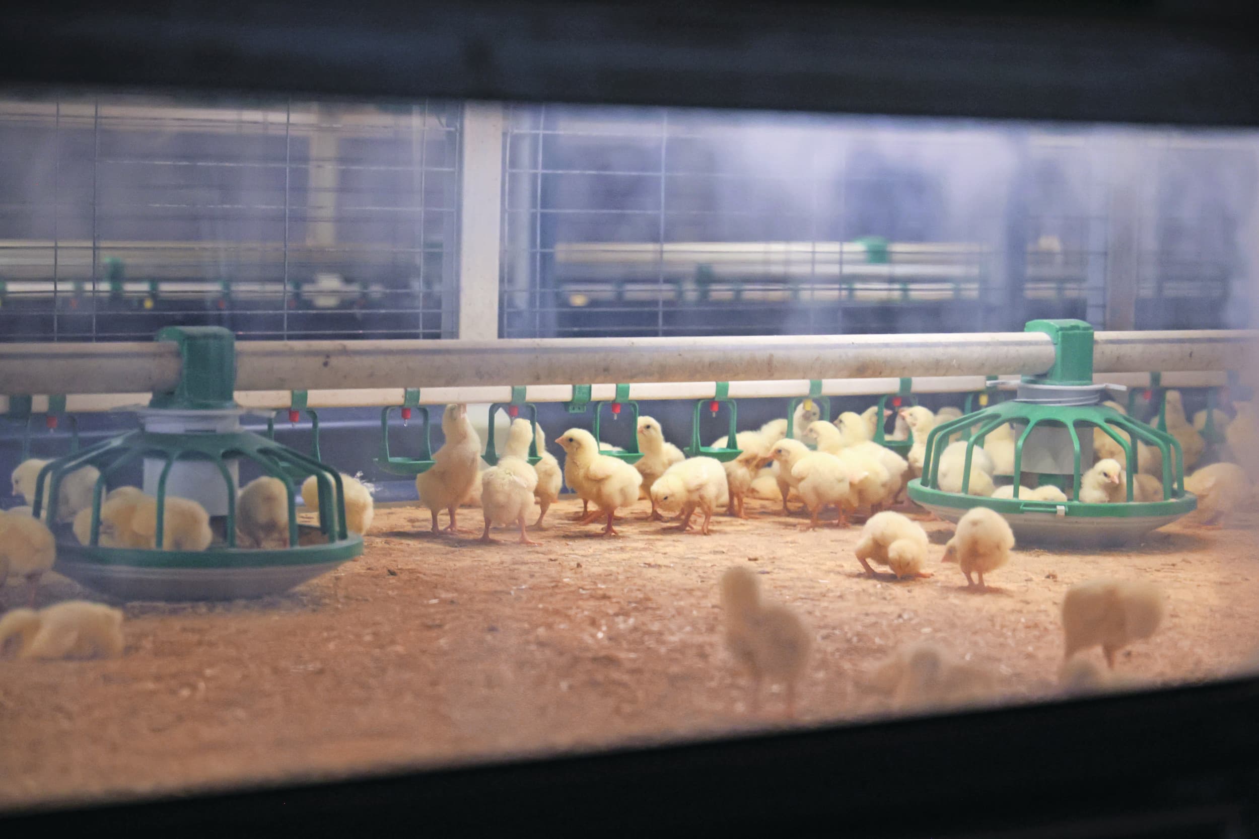Maïsadour pluimveehouderij aardappelen
