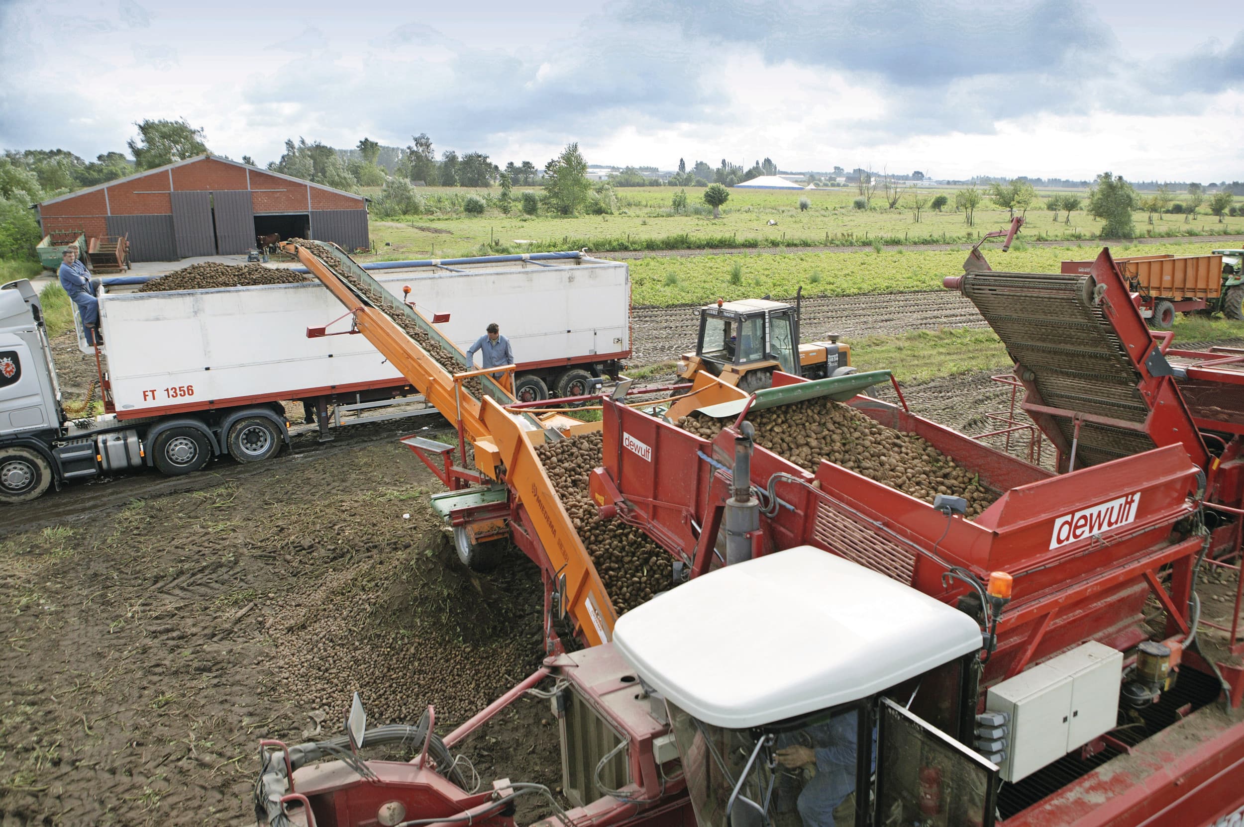 Vroege aardappelen leveren bar weinig op. Belgapom zet de eerste notering op €5,00 per 100 kilo. Foto: Michiel Zoeter