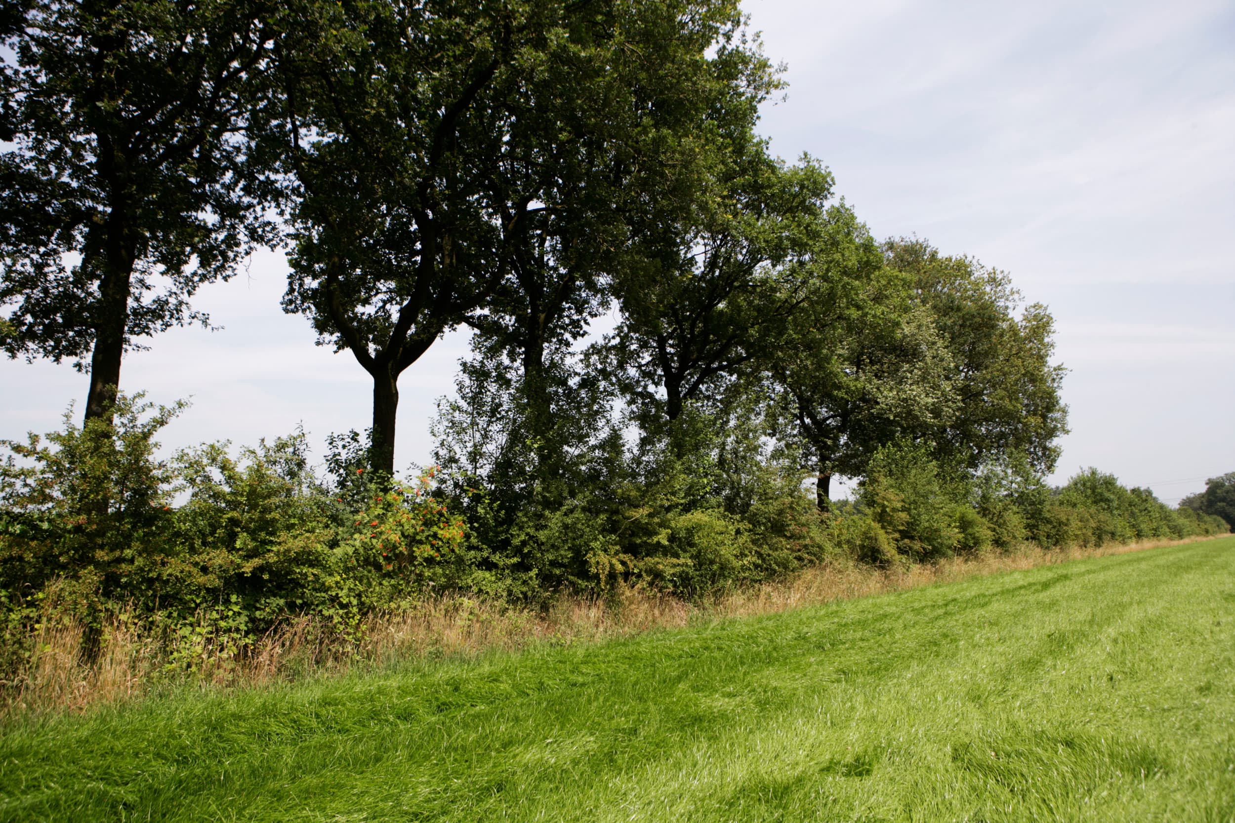 Natuurbeheer verlaagt de waarde van landbouwgrond. Onderzoek toont waardedaling tot 20%, terwijl Rabo boeren juist richting duurzaamheid stuurt. Foto: Michel Zoeter
