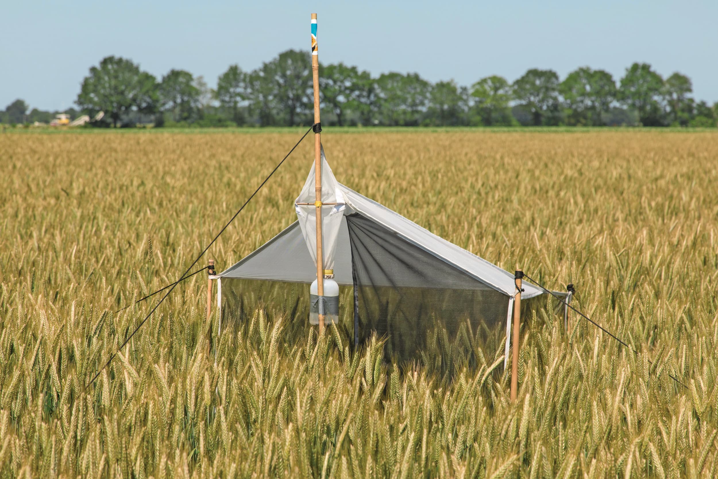 Malaiseval in een veld triticale. Delphy monitort de biodiversiteit en de relatie met ziekten en plagen. Foto: Koos Groenewold