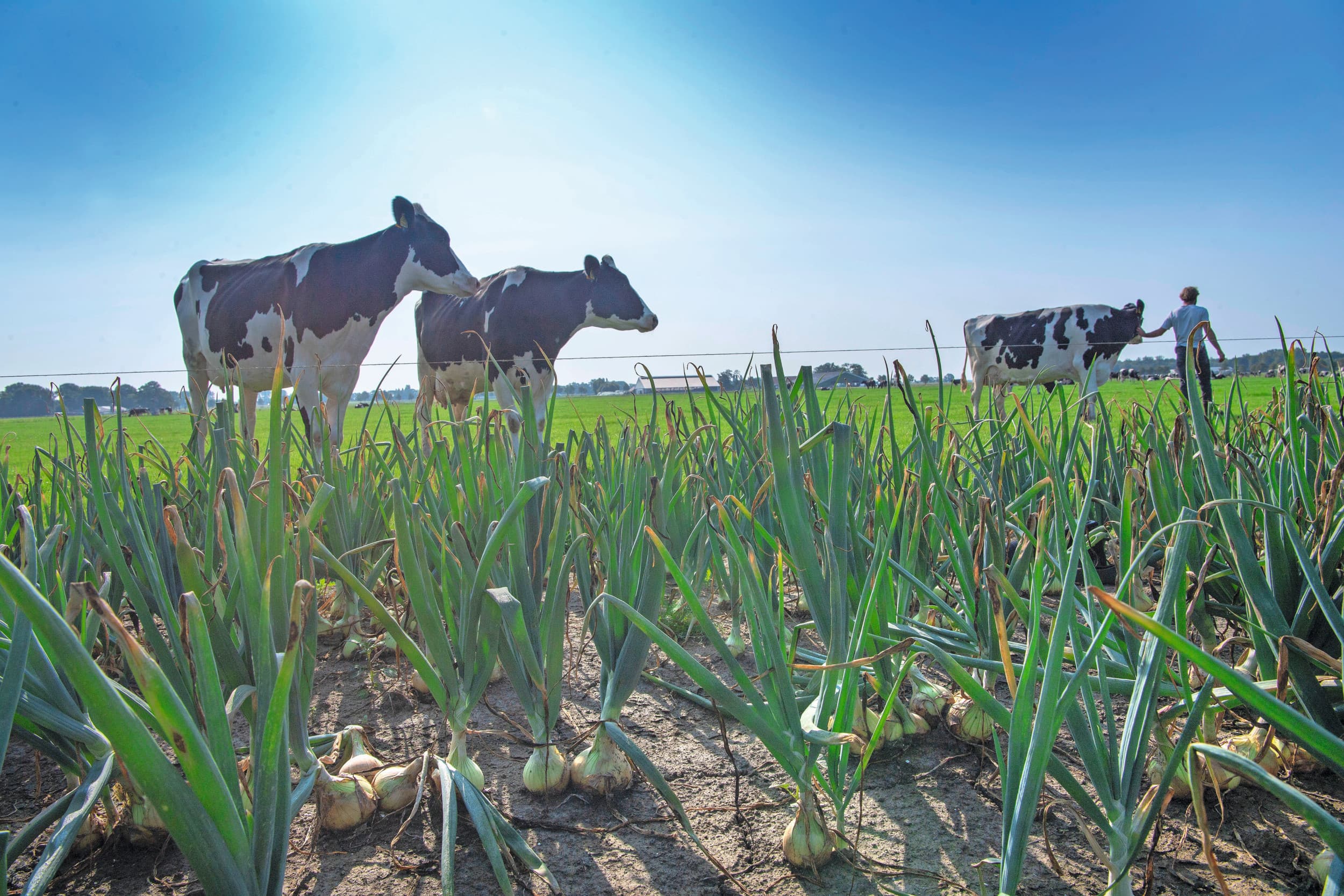 Voedselzekerheid is in Nederland geen probleem. We produceren genoeg dierlijke en plantaardige producten. Datzelfde geldt voor de EU. Maar het klimaat en de wereld verandert snel, waardoor voedselzekerheid op lange termijn een probleem kan worden. Foto: Mark Pasveer