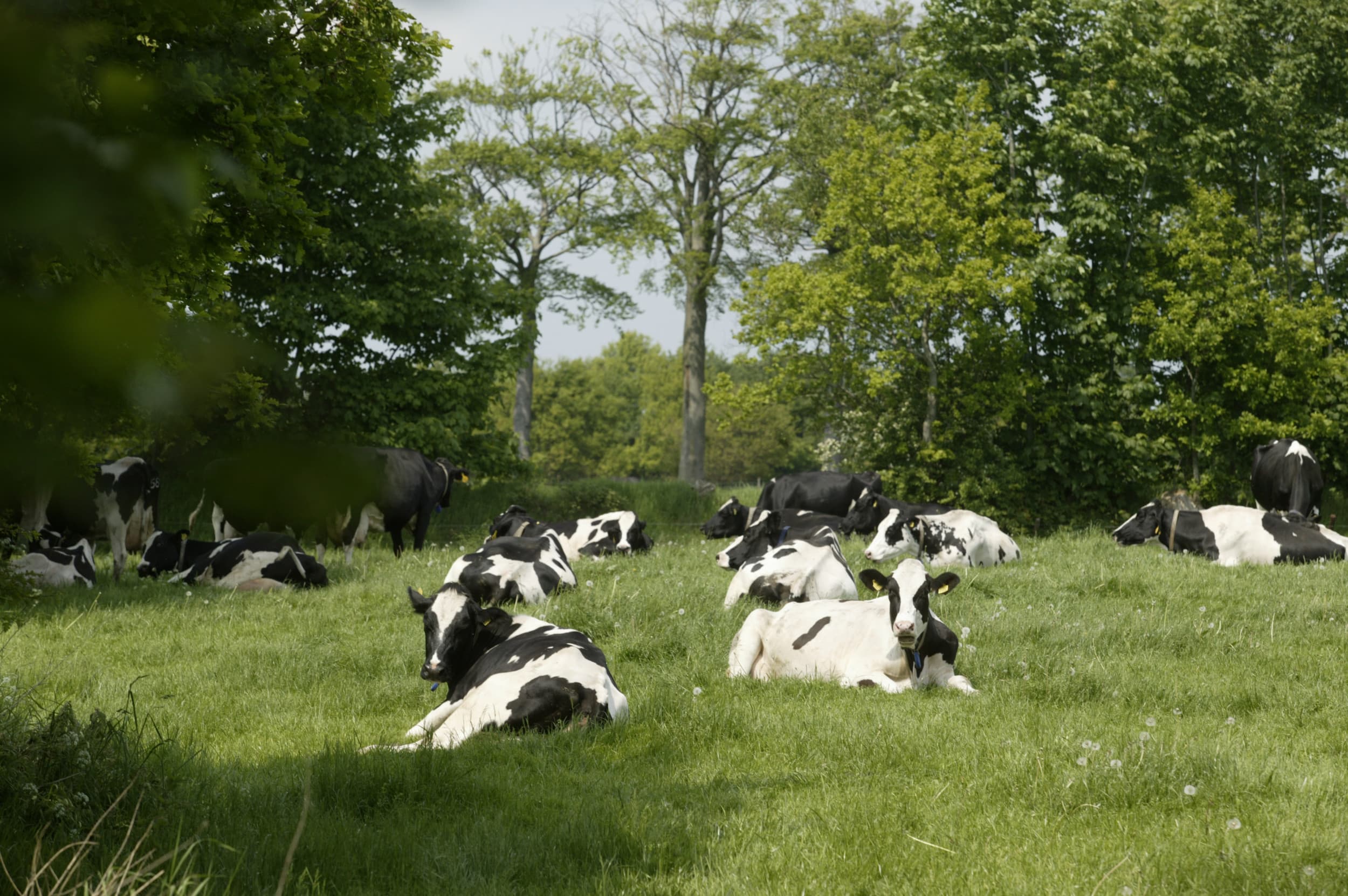 De partiële opkoopregeling voor melkveehouders, waarmee tijdelijk minder koeien mogen worden gehouden in ruil voor het inleveren van fosfaatrechten, zal dit jaar geen merkbaar effect hebben op de mestproductie. Foto: Mark Pasveer