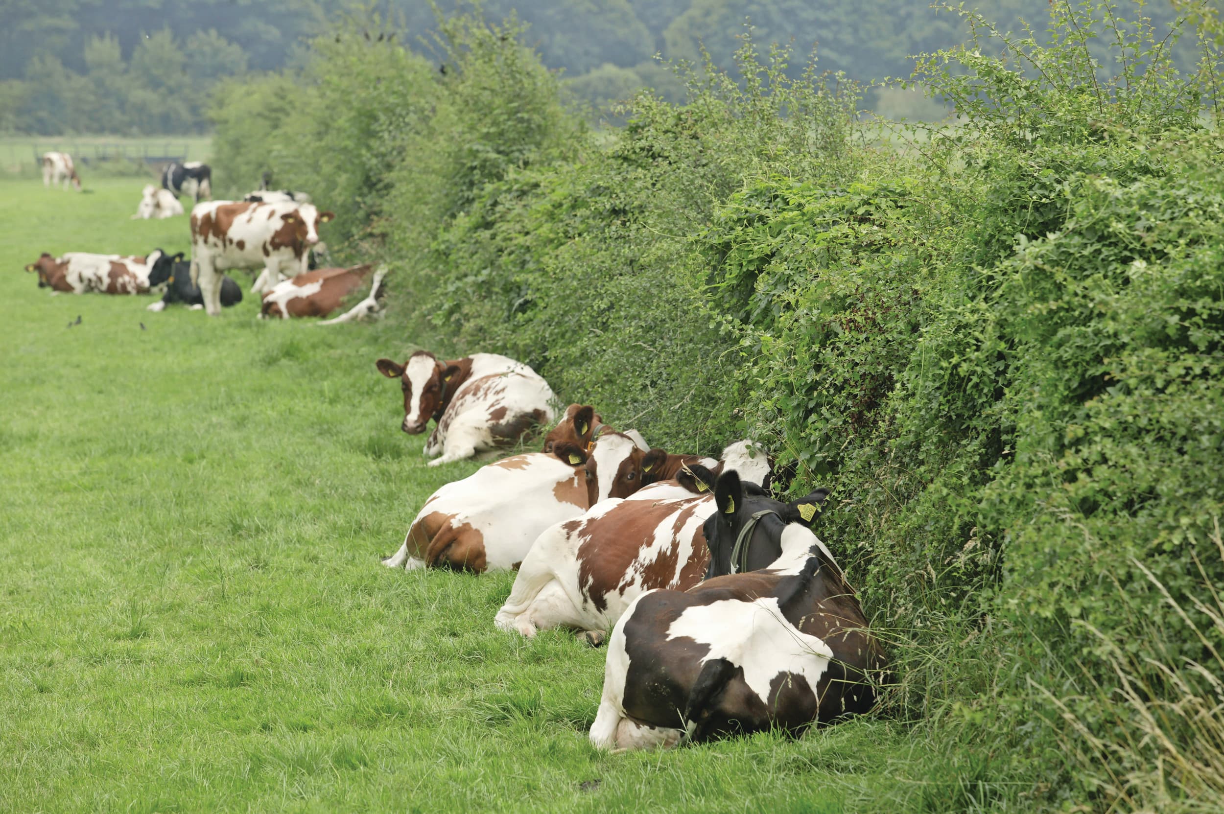 Koeien zoeken verkoeling tegen een houtwal. Dergelijke landschapselementen brengen biodiversiteit en identiteit. Foto: Mark Pasveer