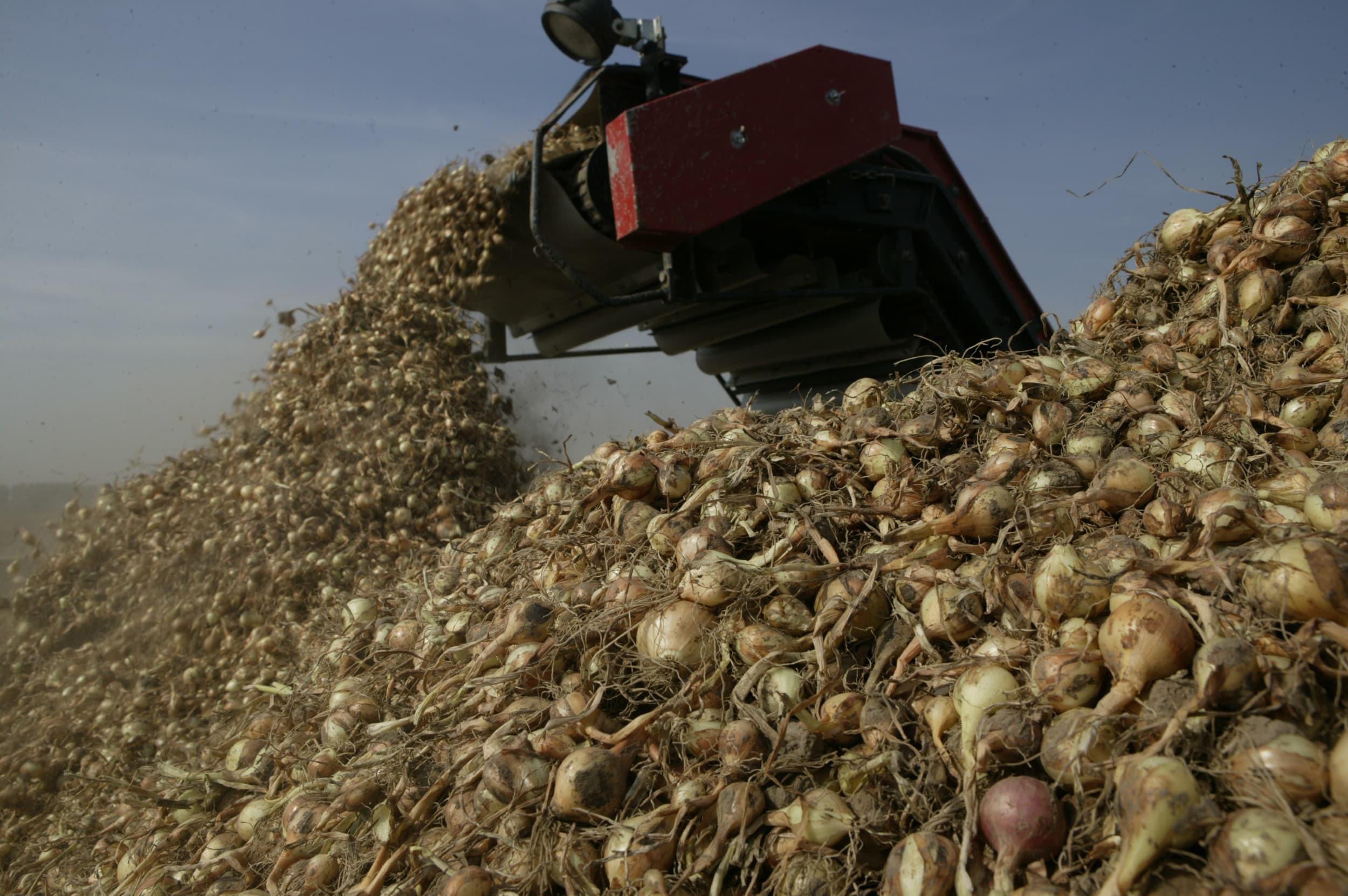 Uienoogst in Nederland. Onze grootschalige manier van landbouwen en exporteren is niet zaligmakend; het is ecologisch erg belastend en kan zelfs ontwrichtend werken. Foto: Mark Pasveer