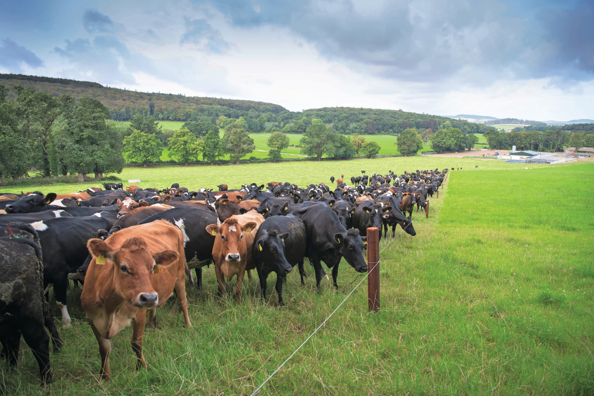 Melkvee in de wei op een bedrijf in Ierland. Foto: Mark Pasveer