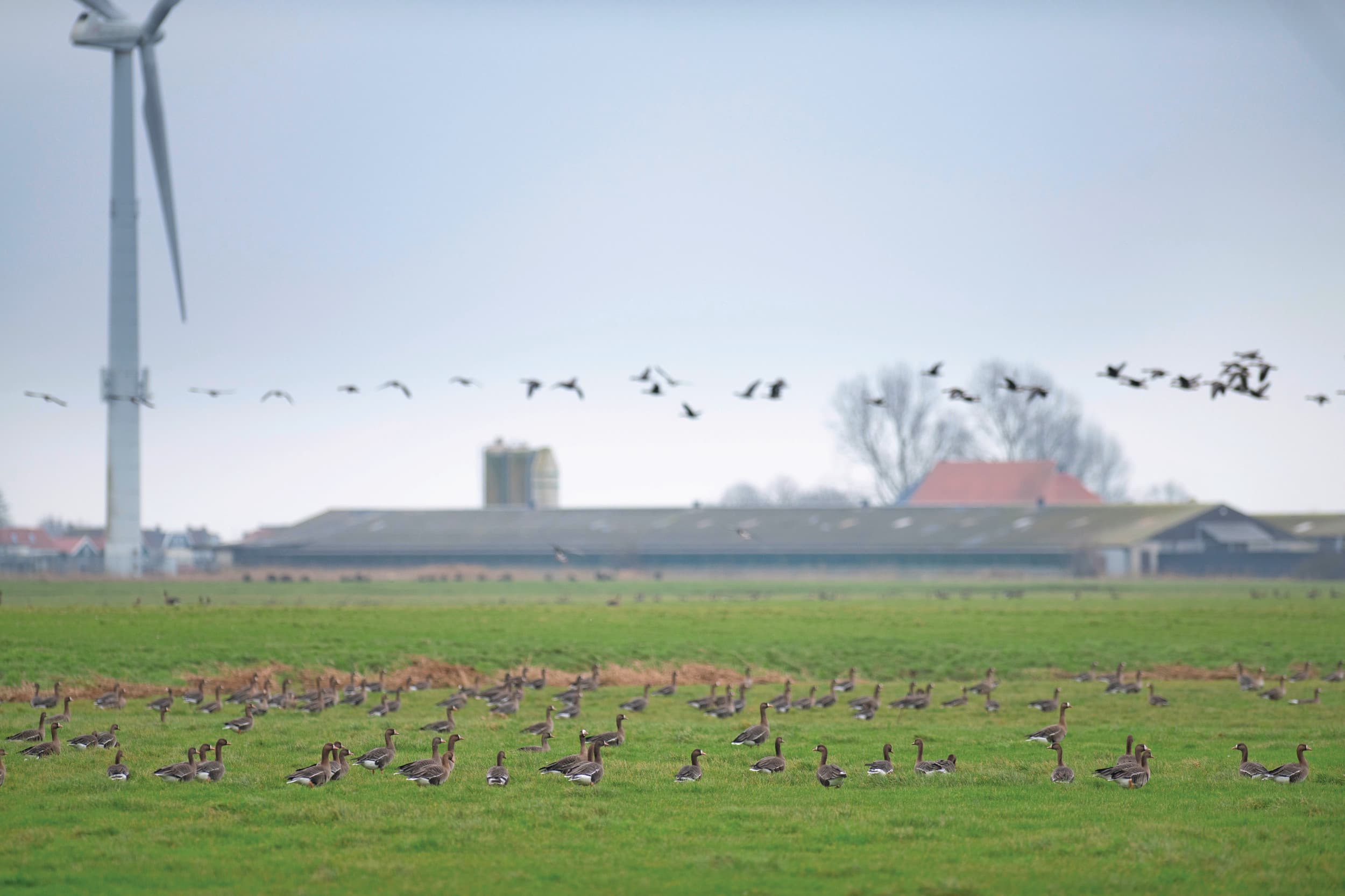 We creëren ideale broedplekken voor de ganzen en vervolgens komen die massaal eten bij de landbouw. Foto: Mark Pasveer