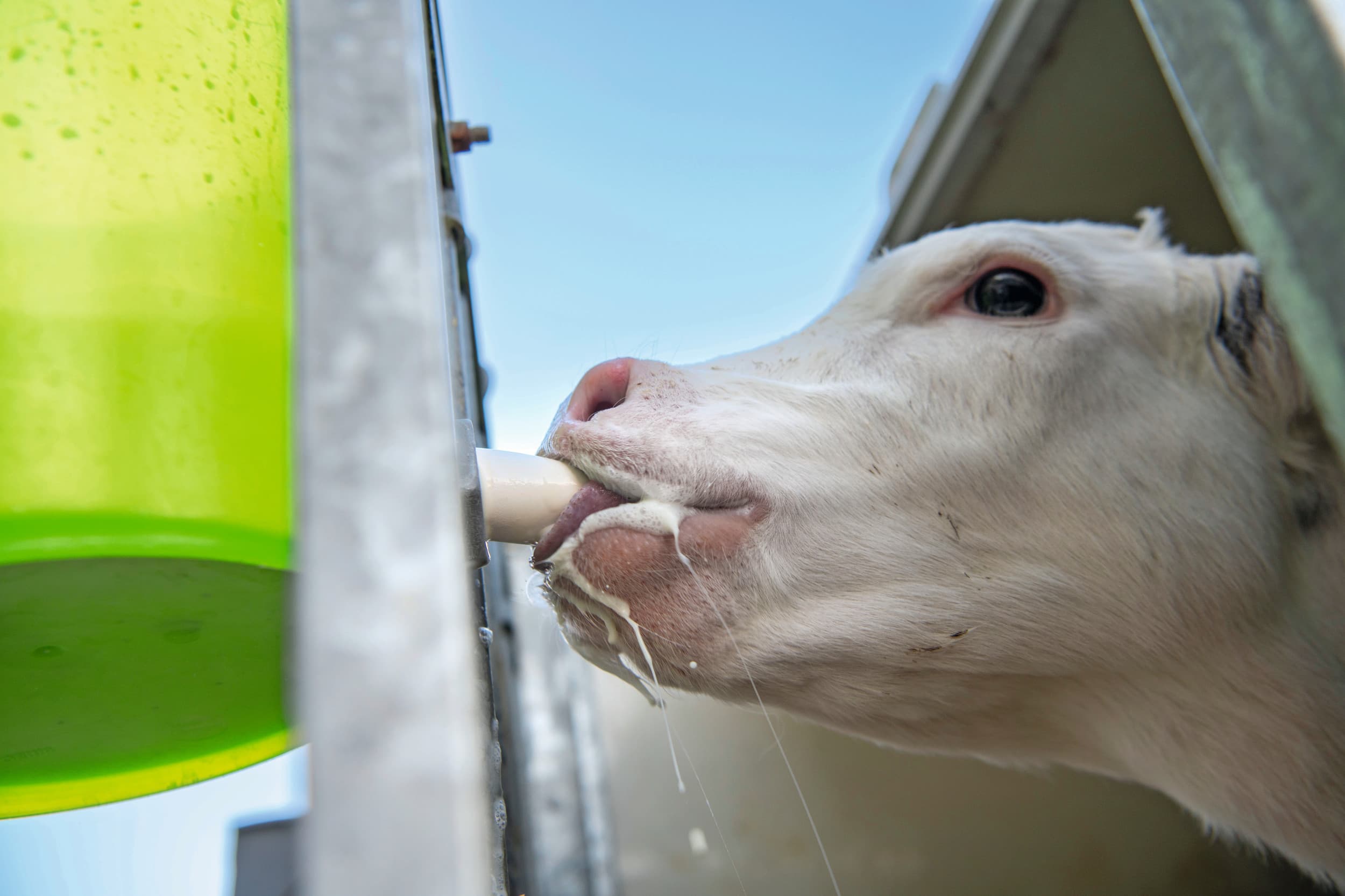 In het Convenant Dierwaardige Veehouderij zijn eisen aan de voeding van kalveren opgenomen. Verder verbeteren van de biestvoorziening en goede voerschema's geven zowel fok- als vleeskalveren een goede start. Speenemmers worden daar een vereiste bij. Foto: Mark Pasveer