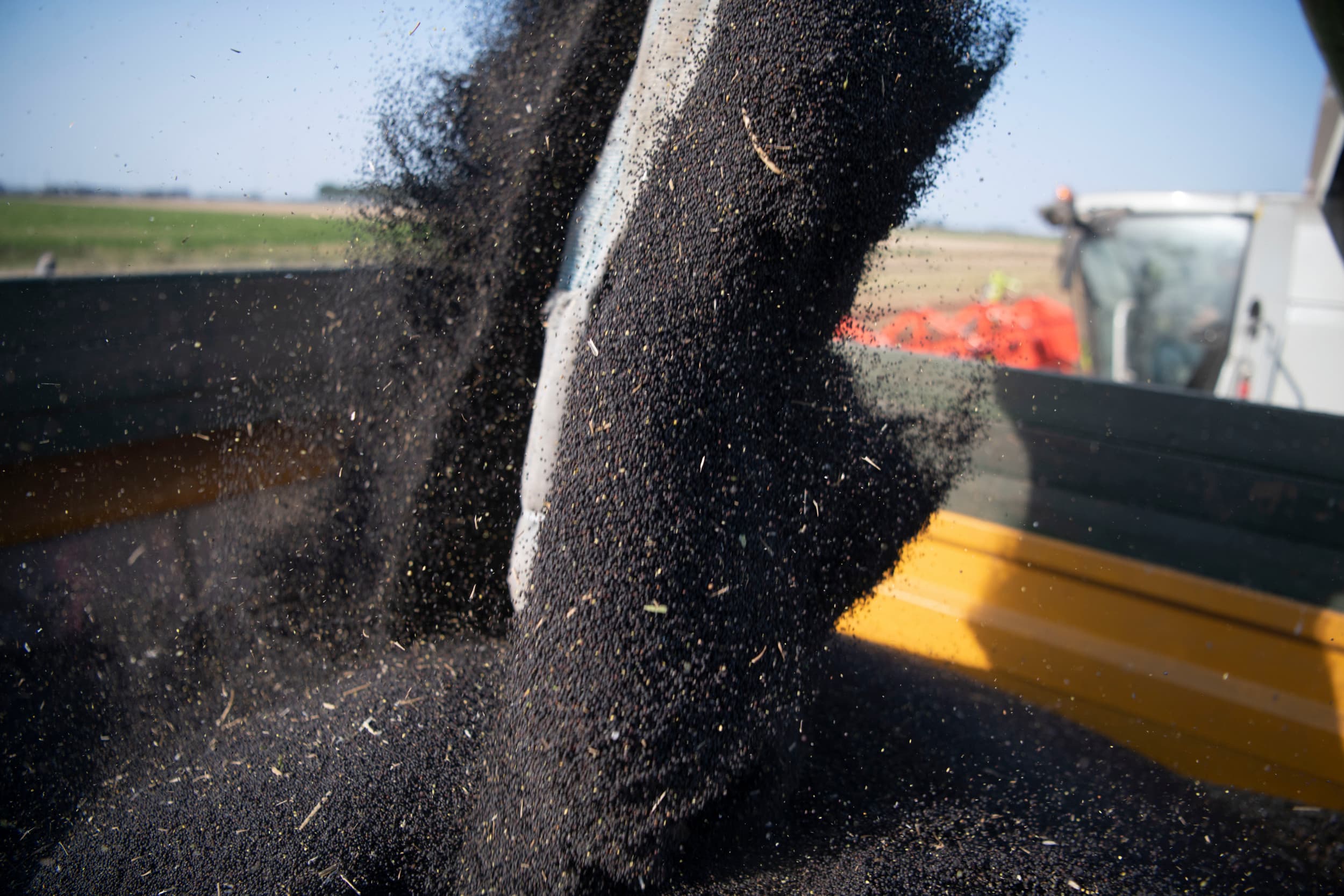 De oogst van koolzaad vindt meestal eind juli plaats; door spanningen in het Midden-Oosten is de prijs op Euronext gestegen tot boven €500 per ton. Foto: Mark Pasveer