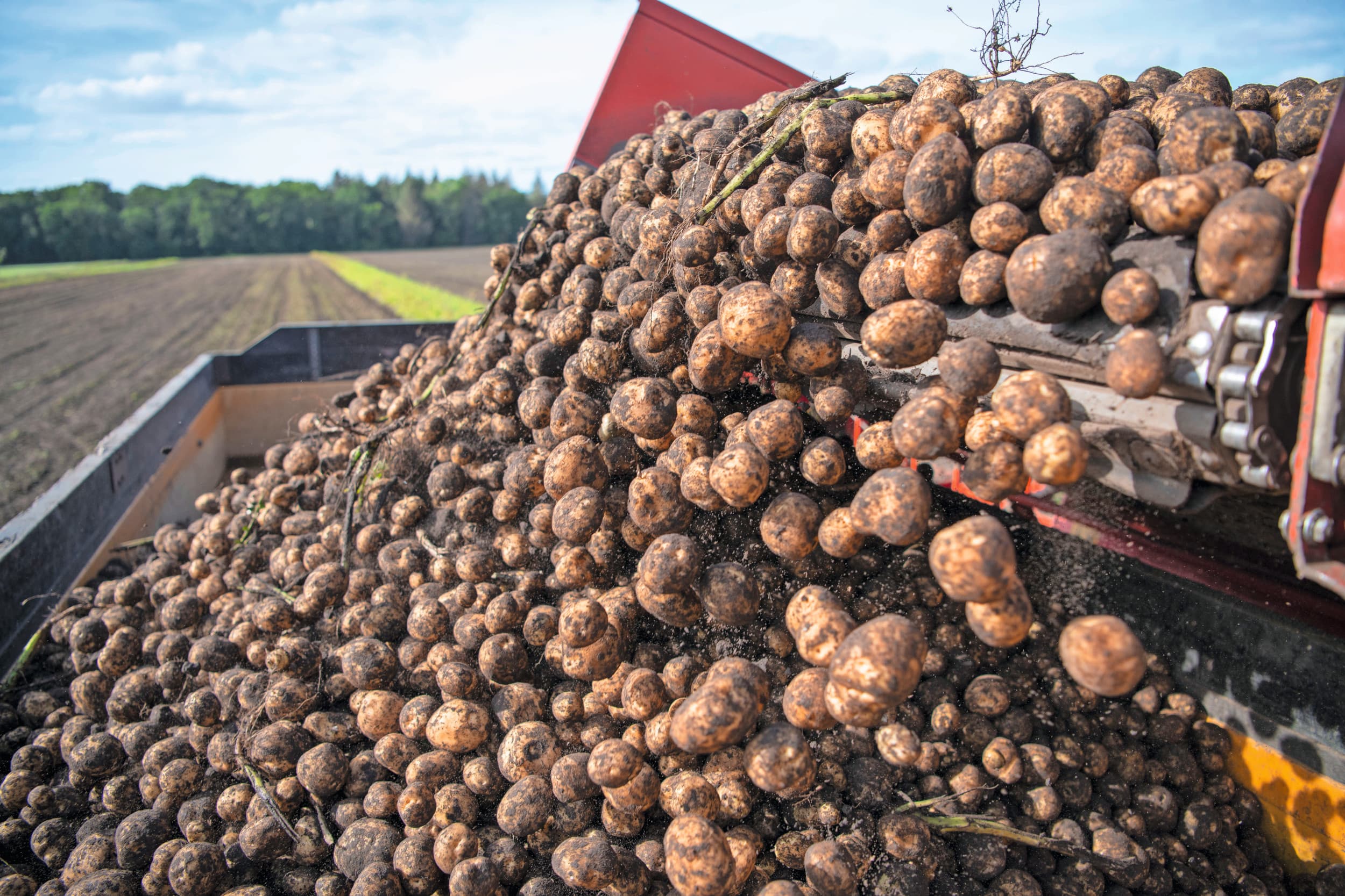 Oogst van consumptieaardappelen. CêlaVíta ging vorige week failliet; meerdere partijen tonen interesse in een doorstart. Foto: Mark Pasveer