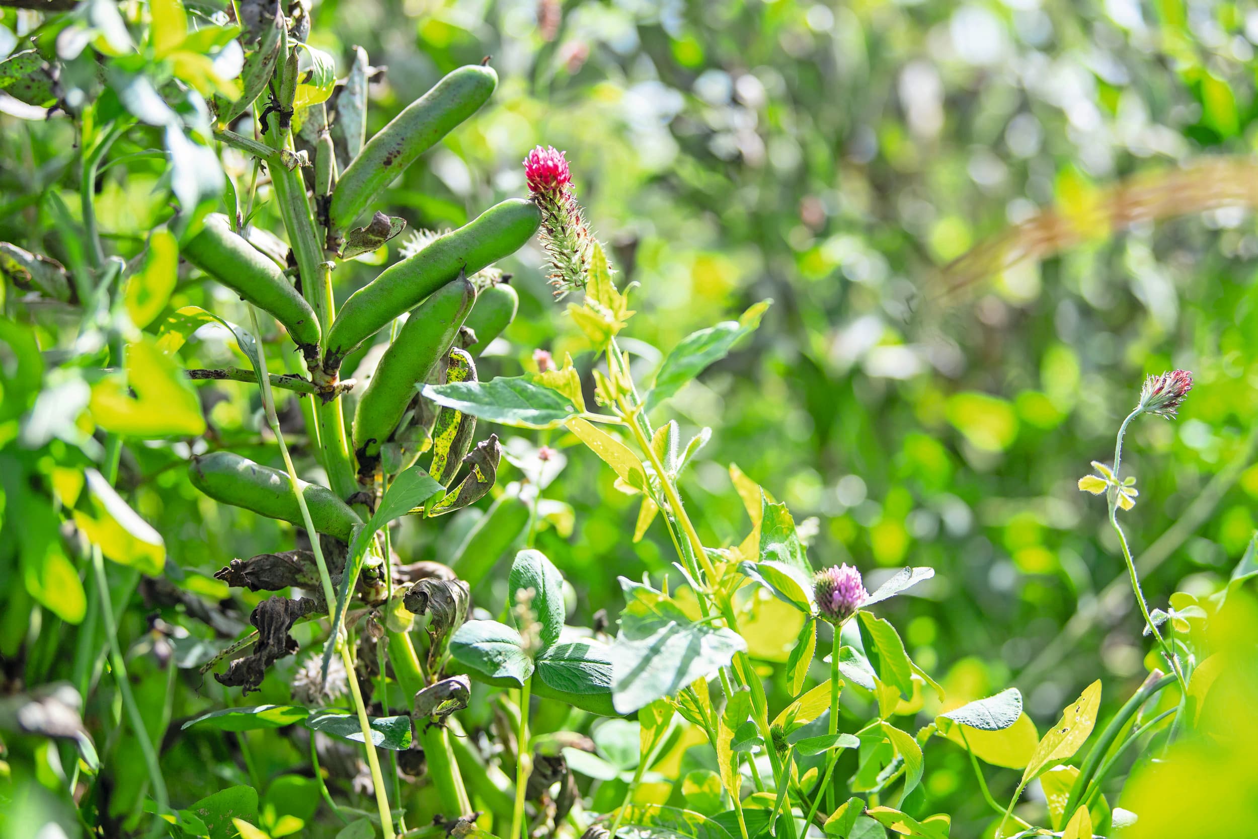 Gemengd gewas op een regeneratief landbouwbedrijf. Foto: Mark Pasveer