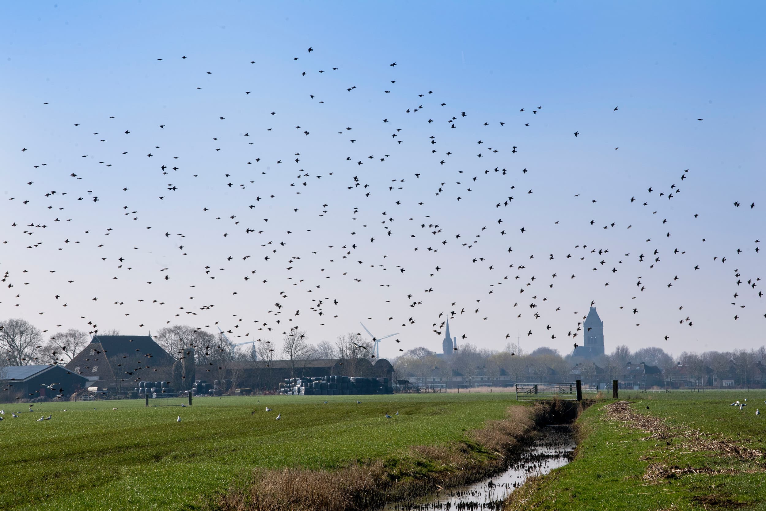 Friese boeren hebben lagere grondprijzen dan elders, waardoor ze sneller vermogen opbouwen, aldus columnist Vergaderboer. Extensivering vergroot dit voordeel de komende jaren. Foto: Mark Pasveer