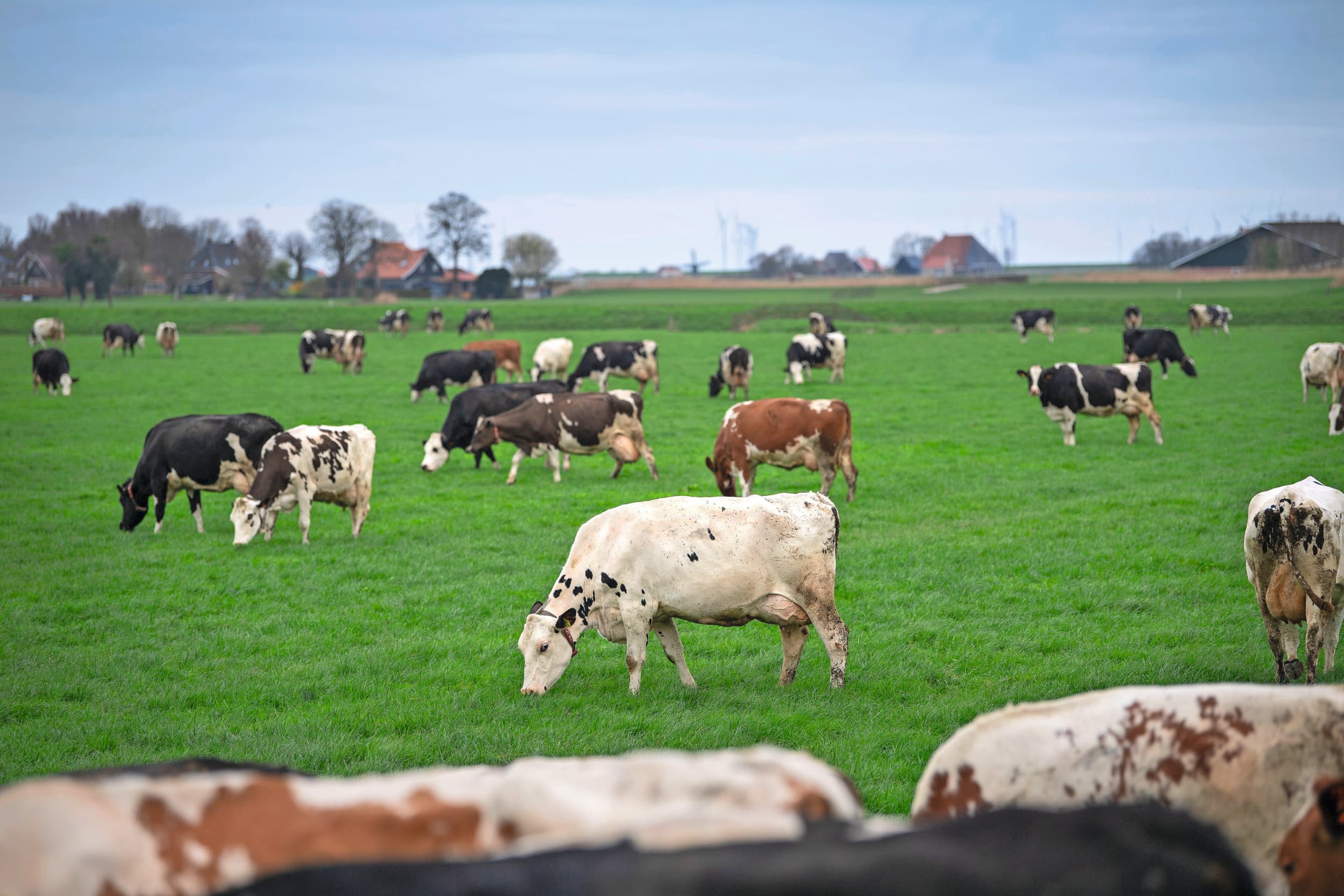 Rantsoenen met veel (vers) gras en een hoog NDF-gehalte, dat staat voor meer structuur in het rantsoen, zorgen voor sterkere ontmenging van de mest. Dit effect kan benut worden in de strategie voor mestafvoer. Foto: Mark Pasveer