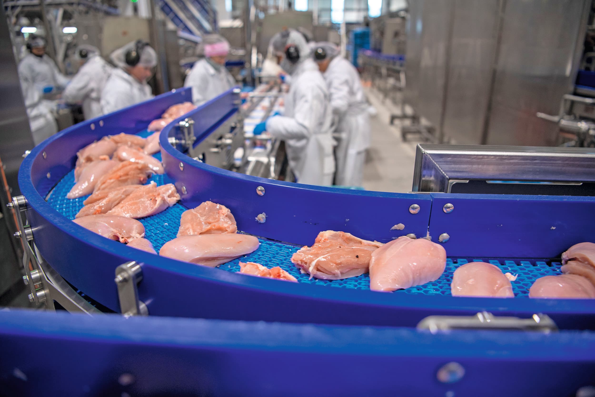 De vraag naar kip zal groot blijven, vooral omdat de rundvleesprijzen naar verwachting ook hoog zullen blijven, verwacht RaboResearch. Foto: Mark Pasveer
