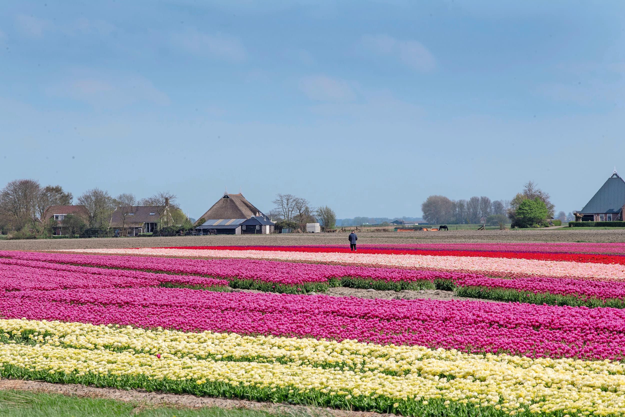 bloembollen veehouderij