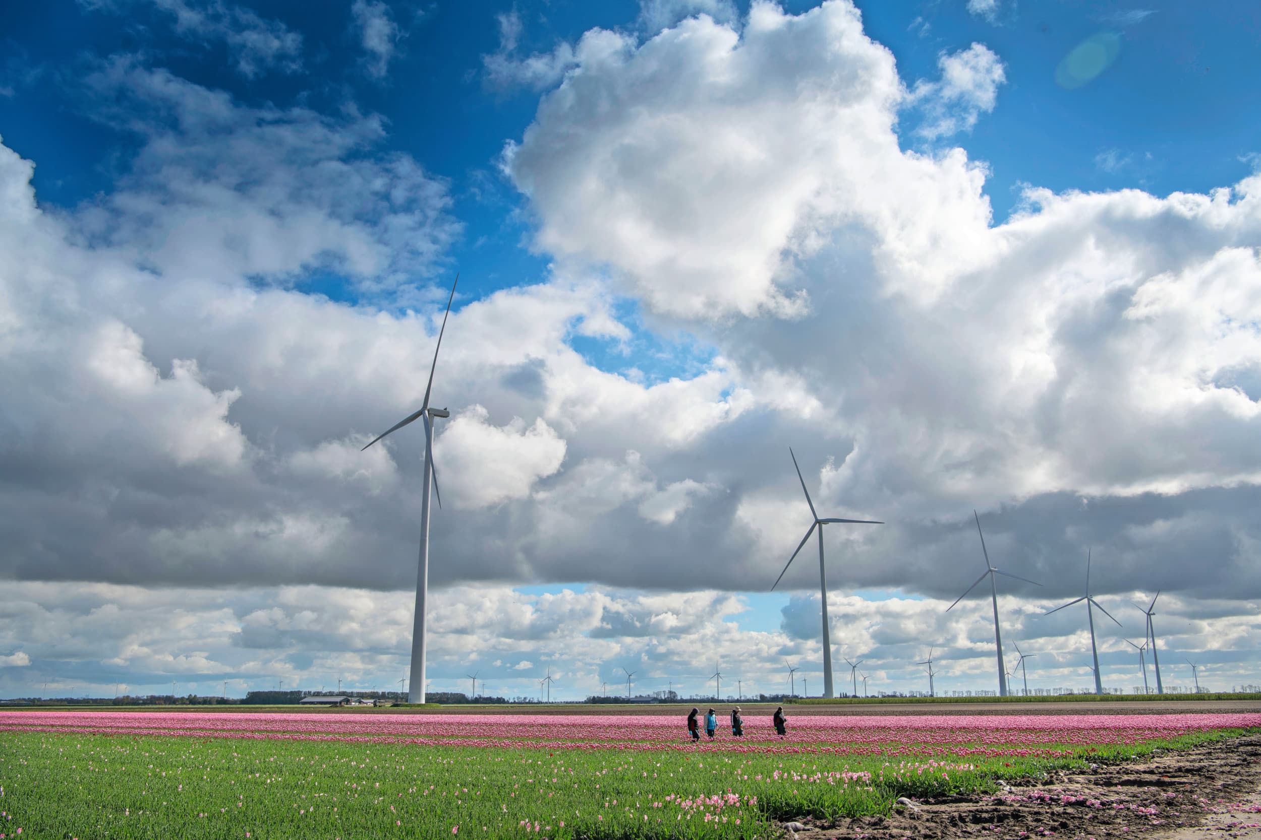 Een pachter van een met aaltjes besmet perceel kreeg van de rechter geen steun in een schadeclaim tegen de verpachter. Foto: Mark Pasveer (Beeld is niet van de percelen uit genoemde rechtszaak.)