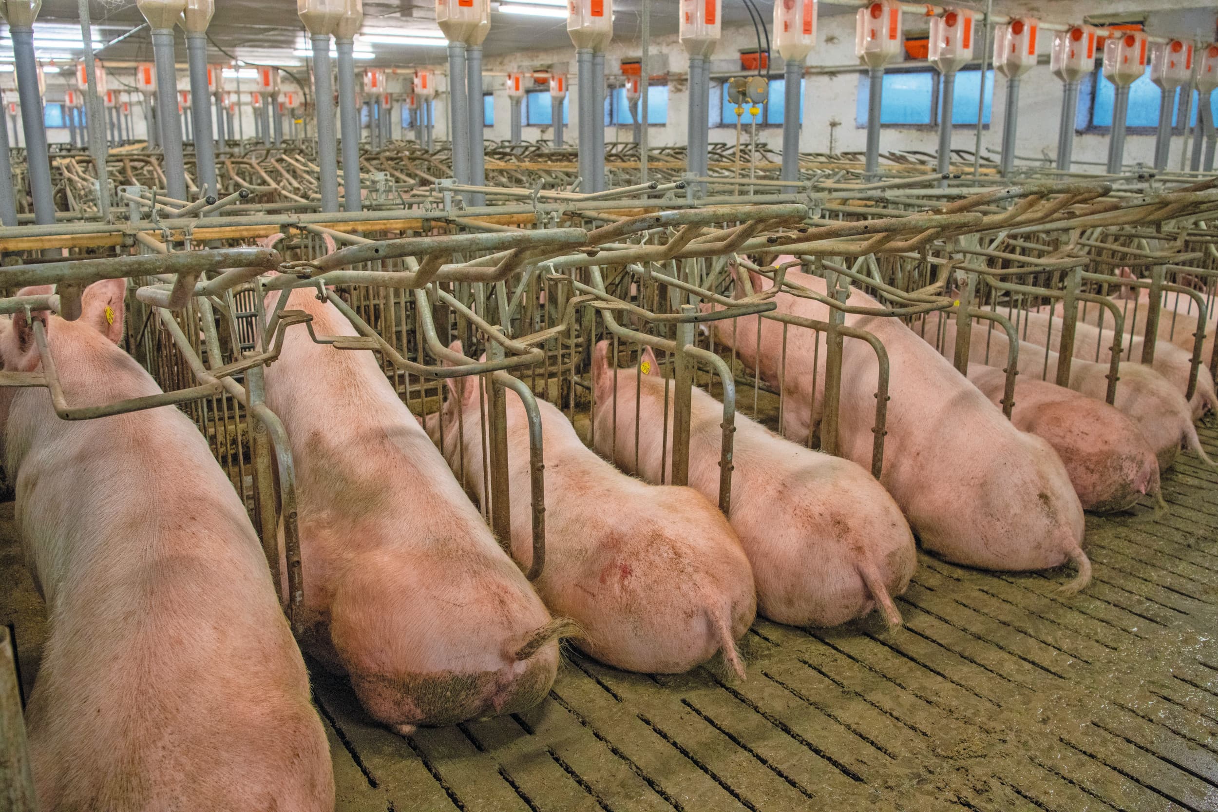 Drachtige zeugen vezelrijk voer verstrekken is nodig om ze gezond te houden en om ze goed te laten presteren in de kraamstal. Foto: Mark Pasveer