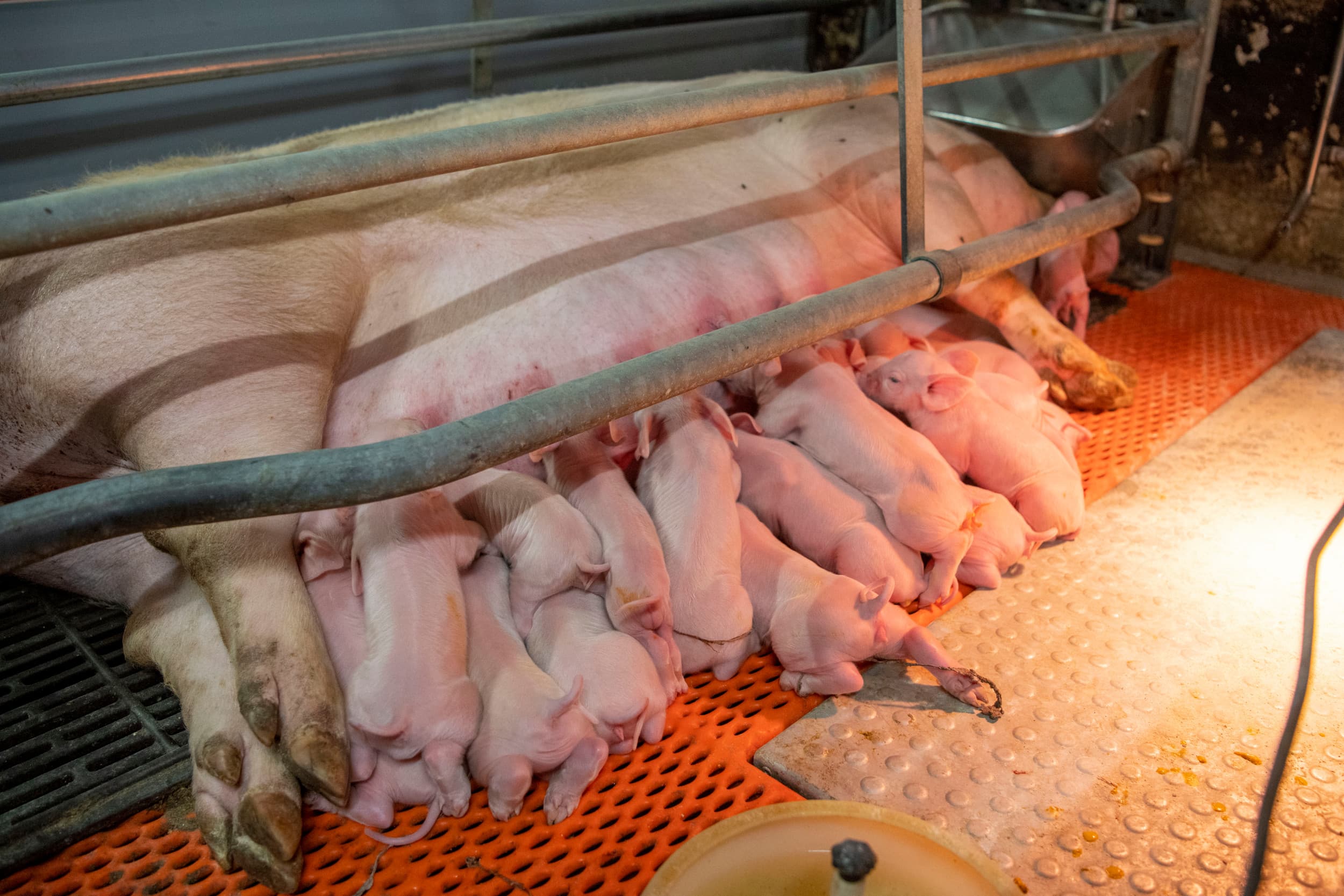 Biggen komen in het kraamhok in aanraking met de streptokokkenbacterie. Belangrijk is de besmettingsdruk laag te houden. Twee weken na spenen zijn biggen het meest gevoelig voor de bacterie. Foto: Mark Pasveer