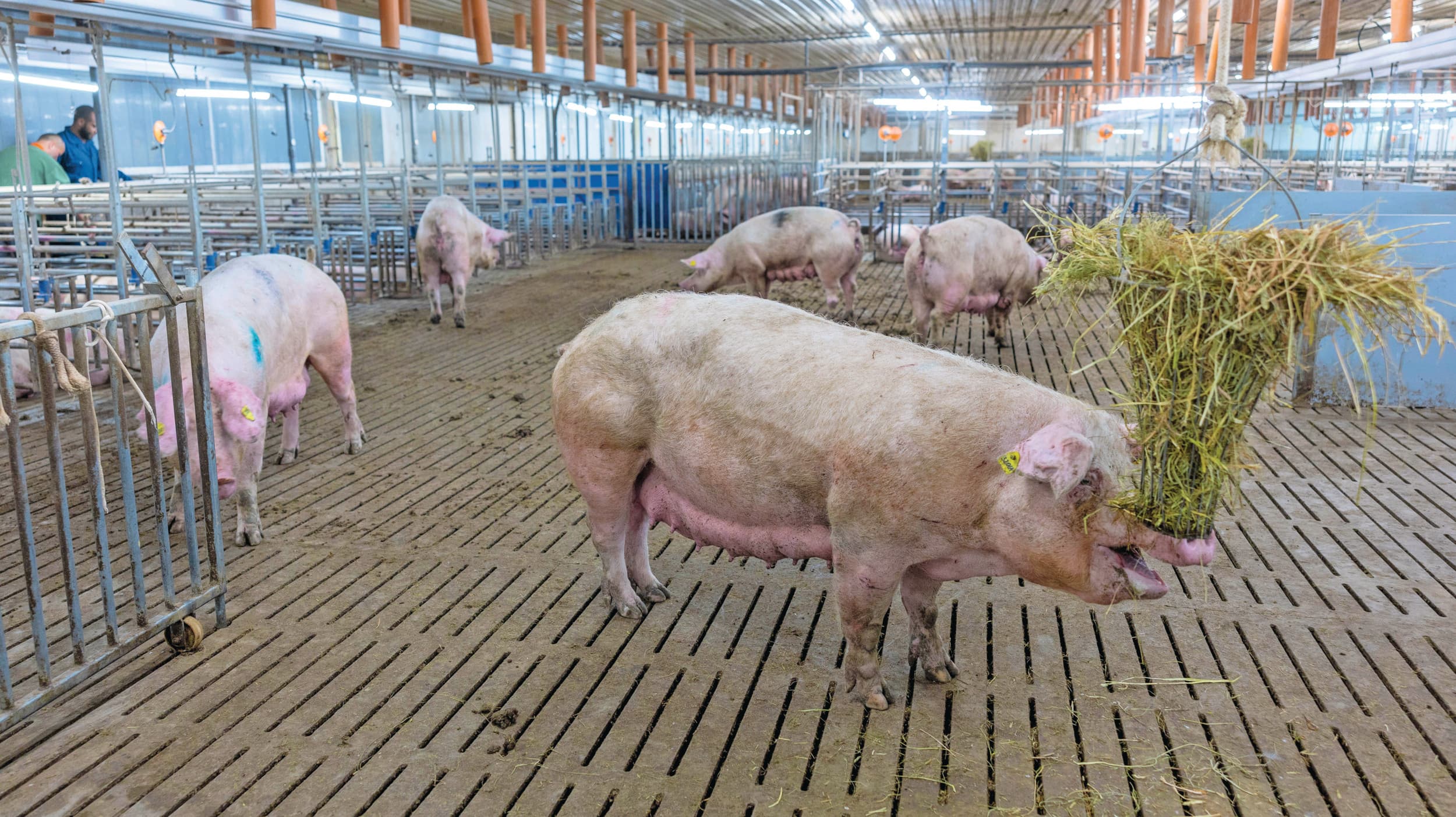 Vanaf 2029 mogen zeugen in de dekstal niet meer opgesloten zitten en moeten vijf vierkante meter ruimte hebben. Foto: Mark Pasveer