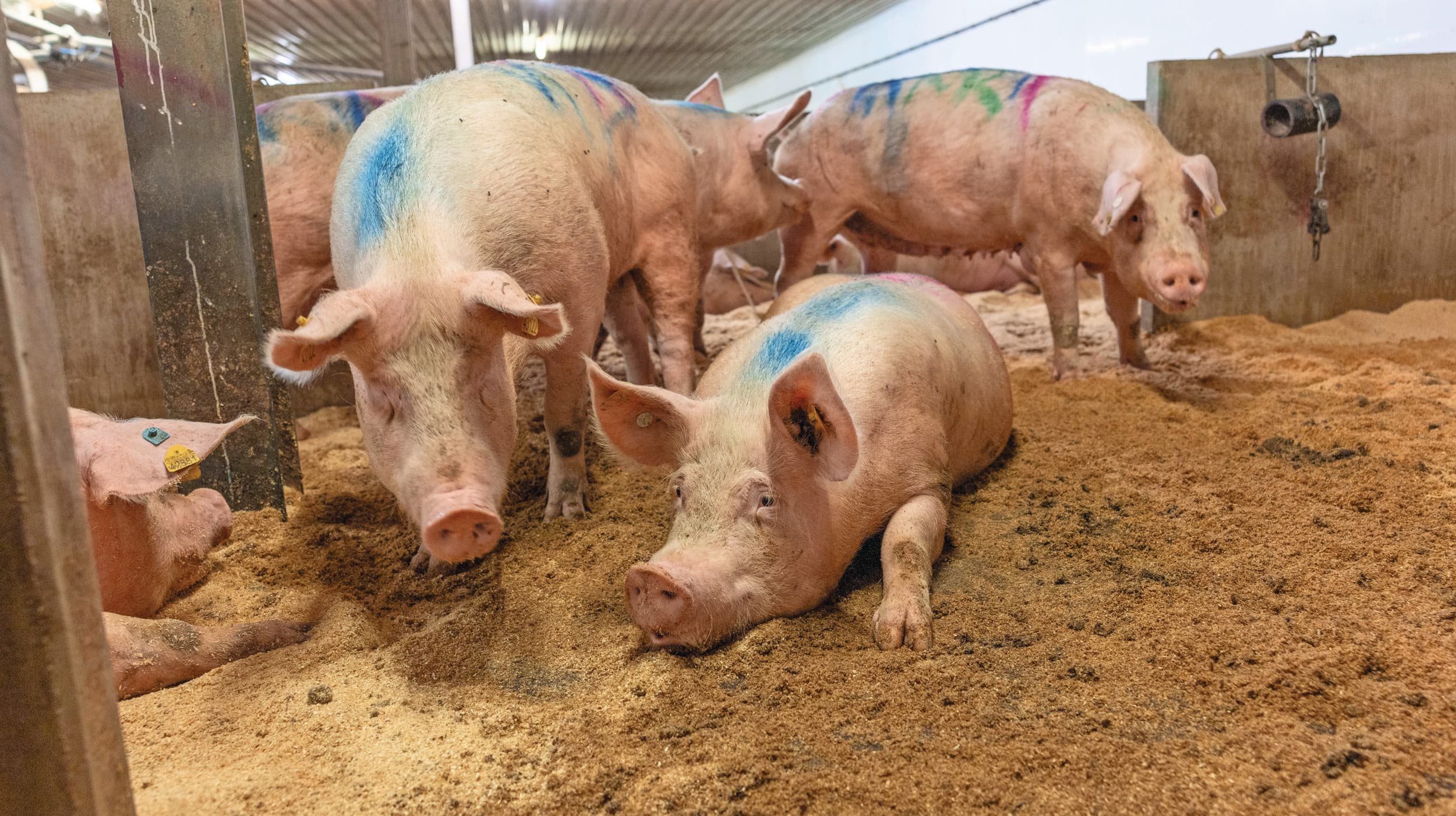 Zeugen in een ziekenboeg. Kreupelheid is een belangrijke reden voor de afvoer van zeugen. In een dik bed met zaagsel krijgt een deel van de zeugen de benen er wellicht weer onder. Foto: Mark Pasveer