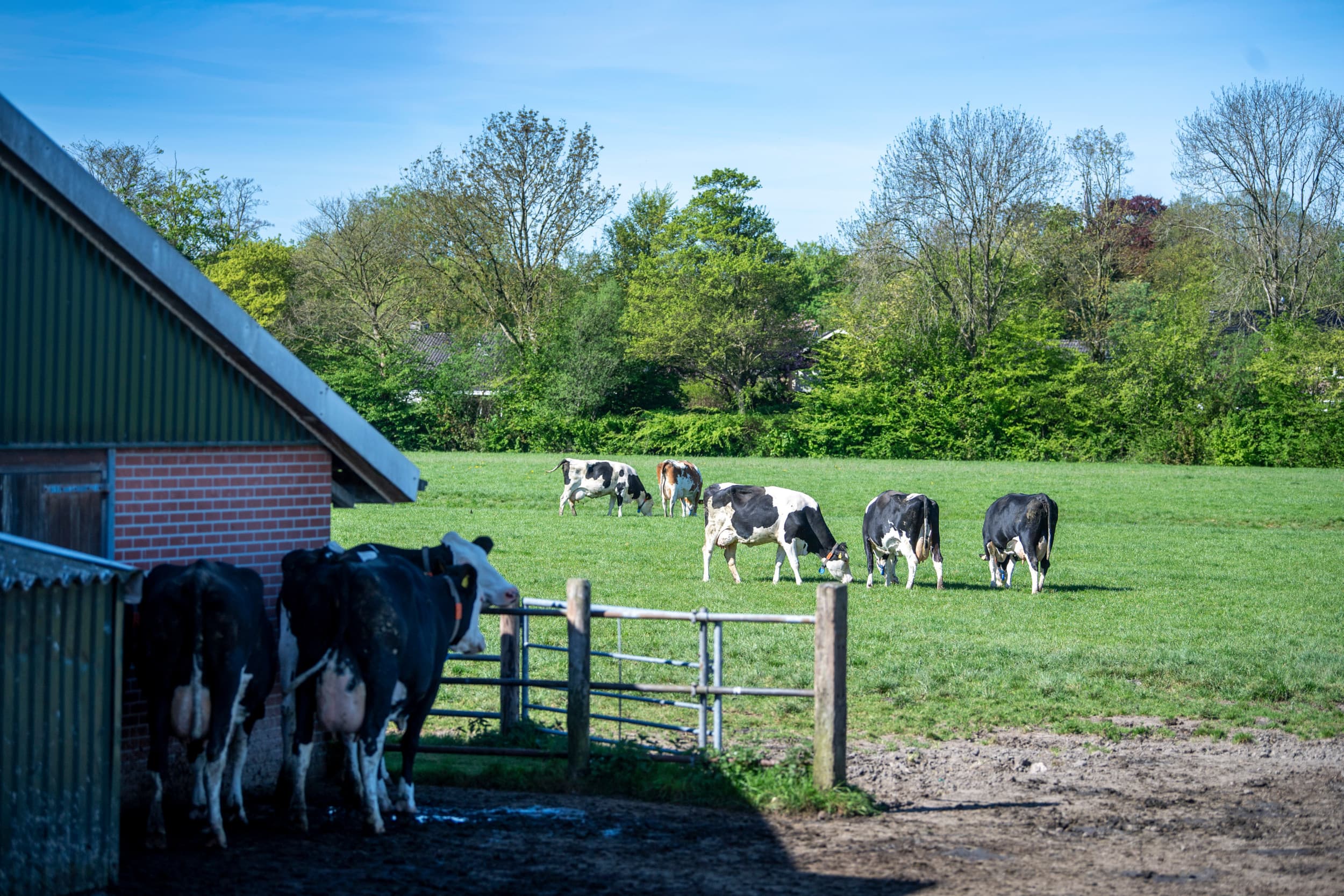 In het lesmateriaal werd gesuggereerd dat koeien vaak zelf kunnen kiezen wanneer ze naar buiten gaan, maar dat is volgens de RCC te rooskleurig voorgesteld. Foto: Mark Pasveer