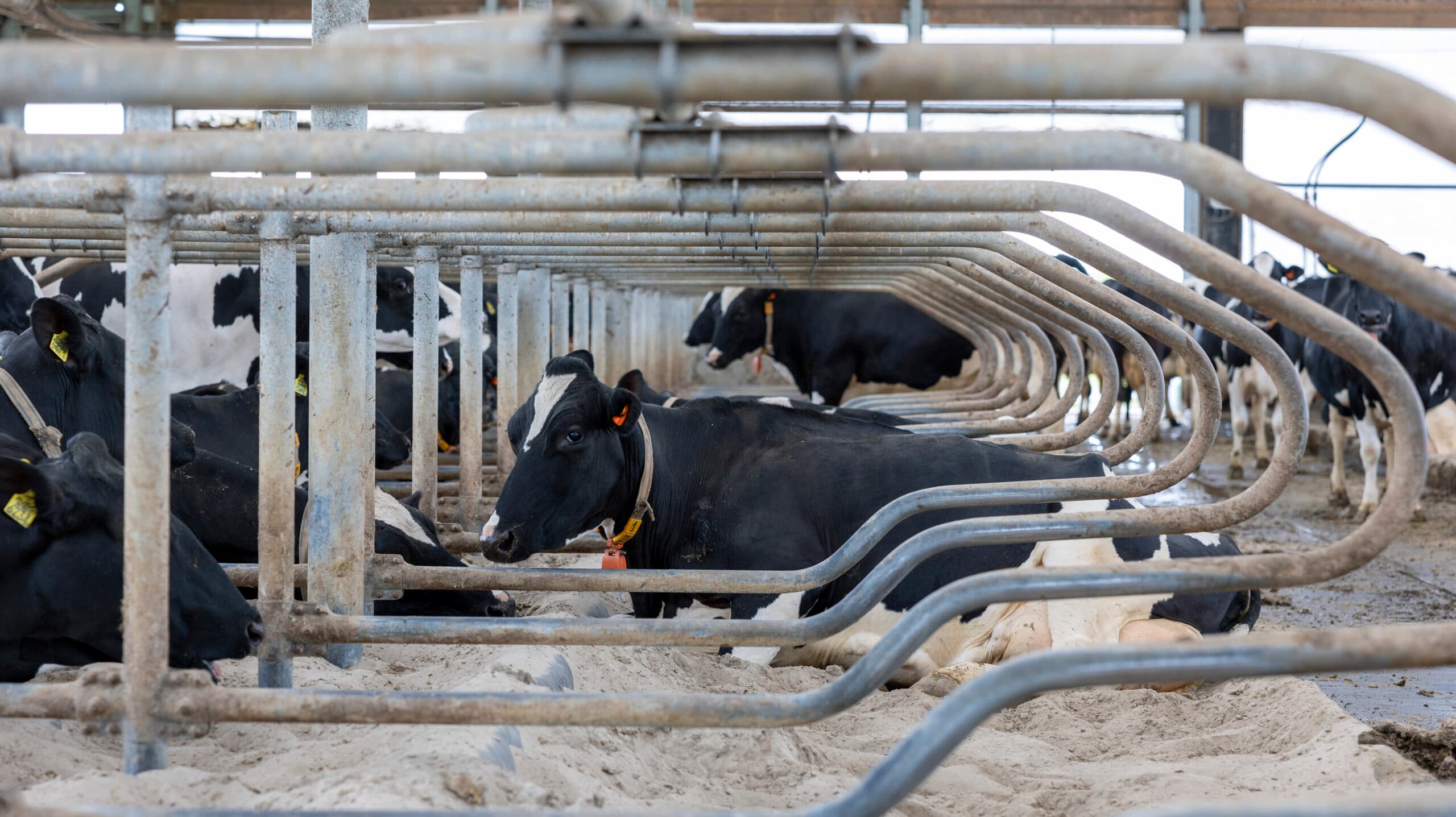 Convenant dierwaardige veehouderij krijgt impact