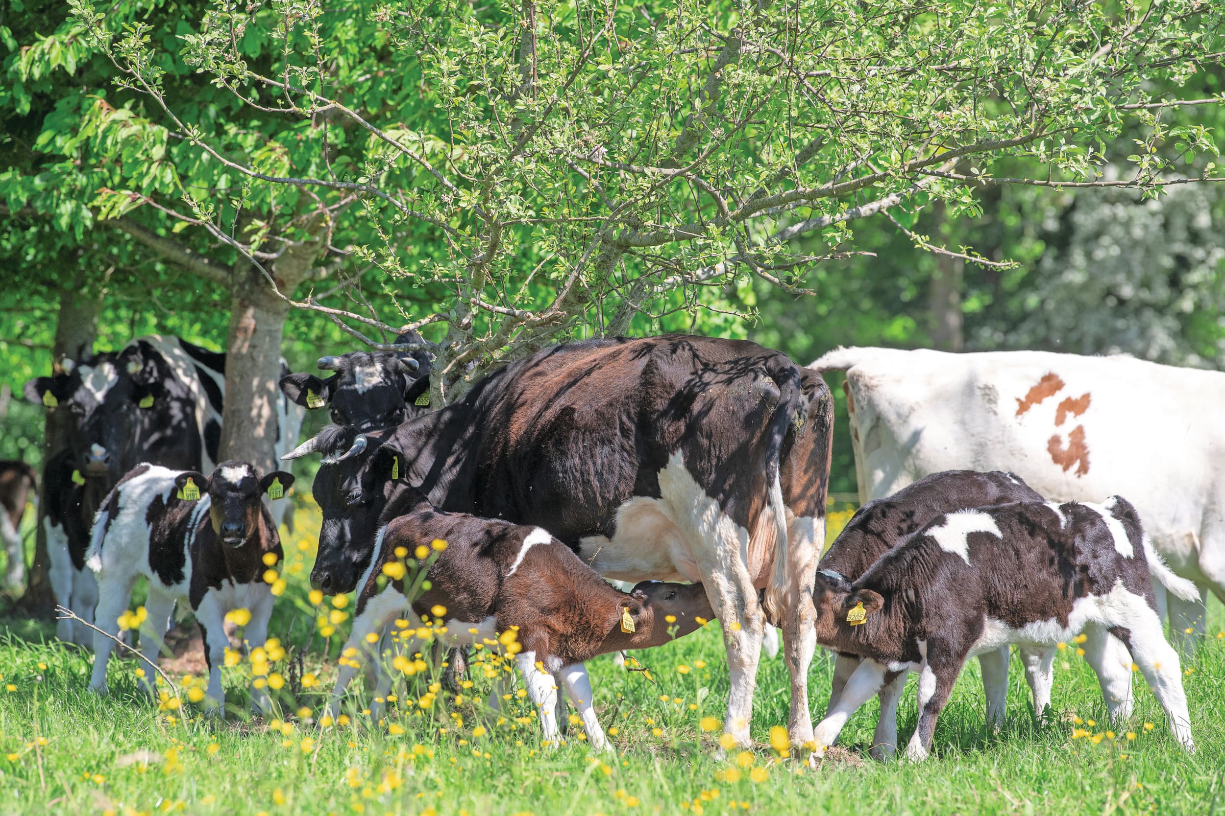 maatschappelijk akkoord dierwaardige veehouderij