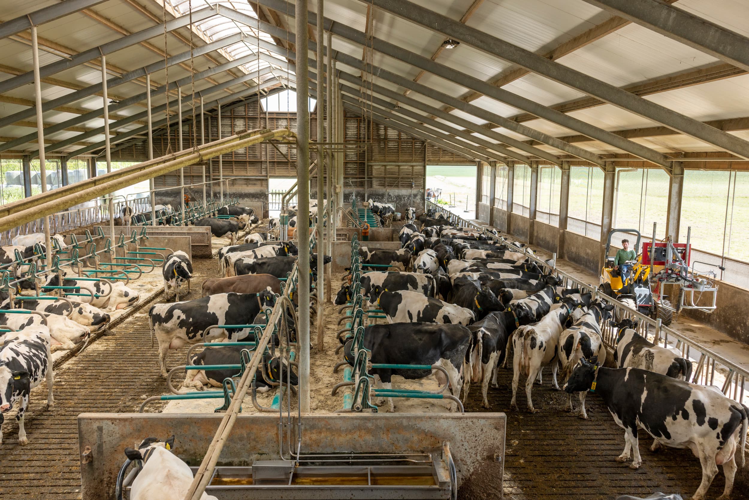 Een melkveebedrijf is grondgebonden als het geen fosfaatoverschot heeft. Foto: Mark Pasveer