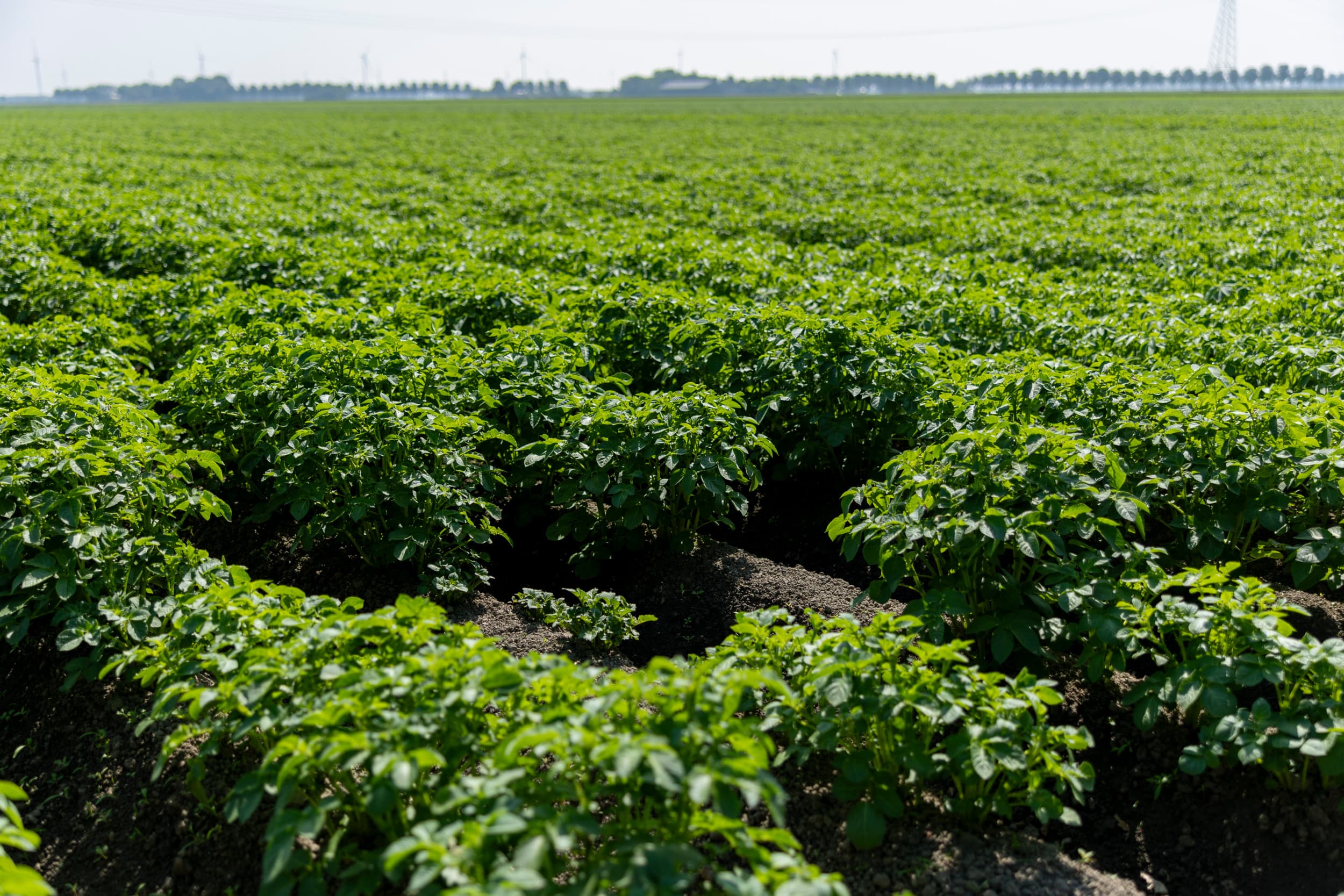 plantziekten waardevermindering landbouwgrond