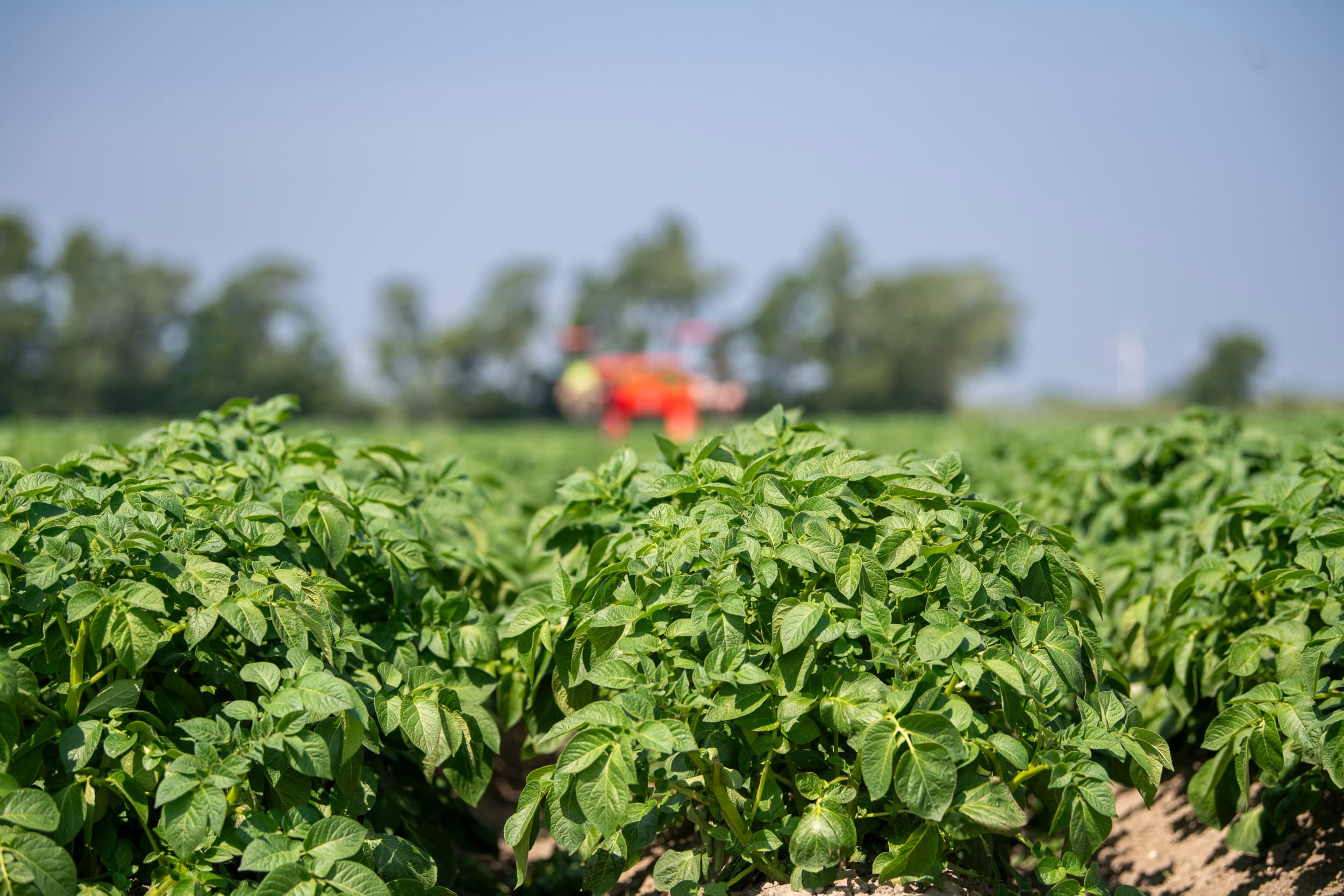Aardappelperceel in bloei, juni dit jaar. De middelen Pitcher (fludioxonil en folpet) en Dagonis (difenoconazool) worden toegelaten in akkerbouwgewassen zoals aardappelen, uien, peen en graan. Foto: Mark Pasveer