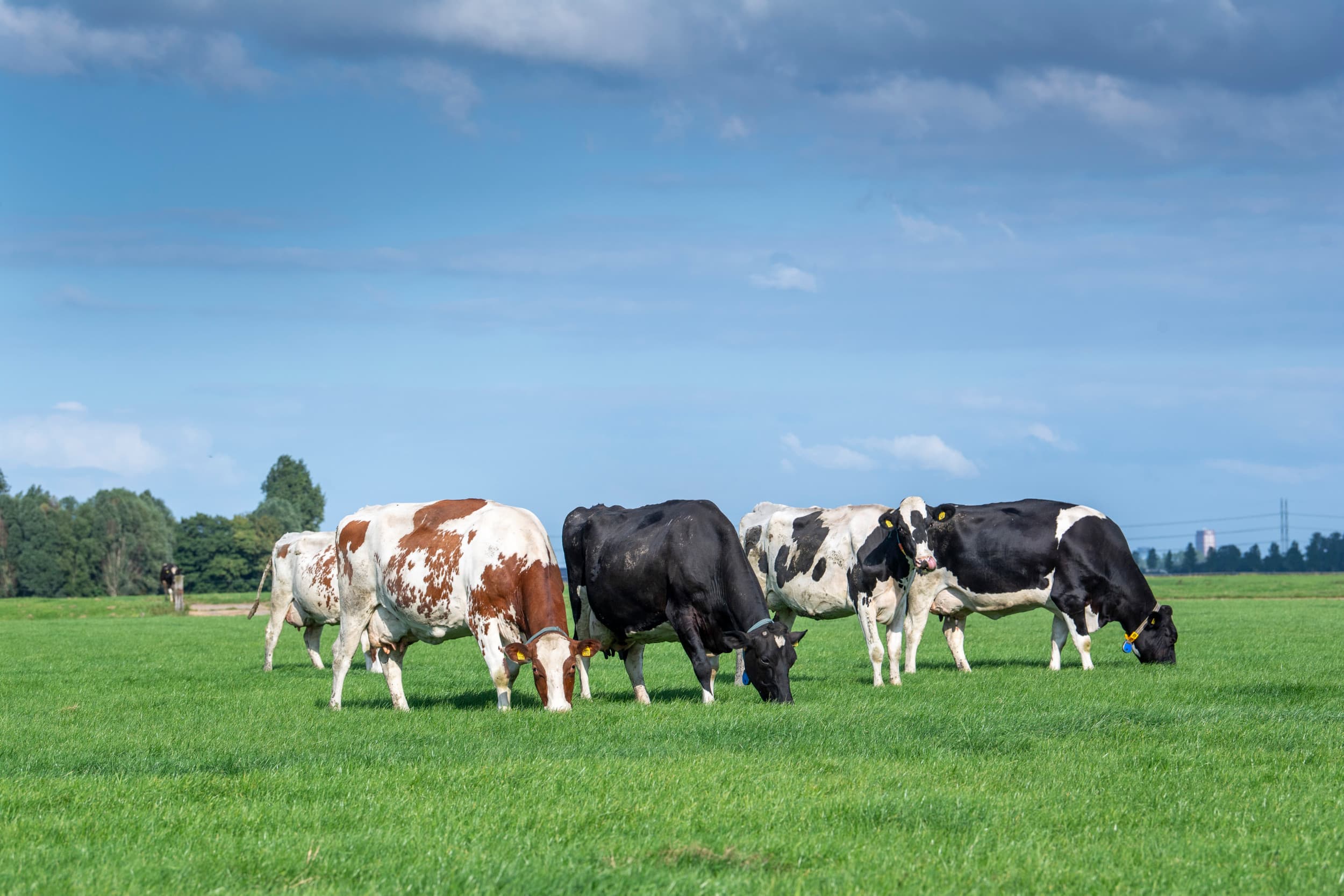 initiatiefwet grondgebonden melkveehouderij