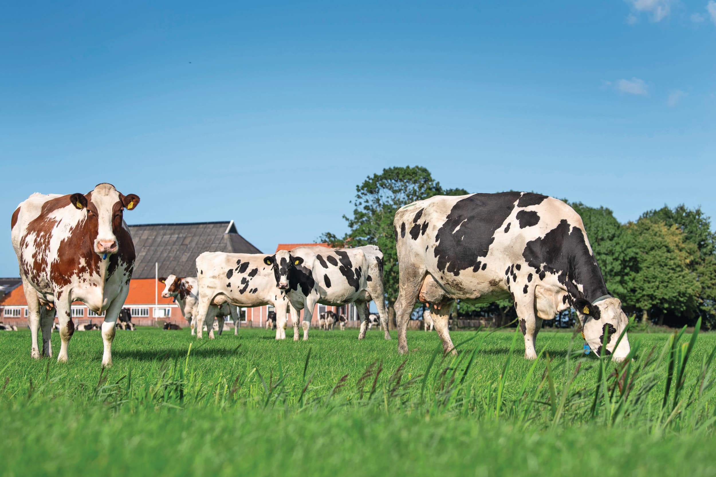 Melkveehouders in de agrarische hoofdstructuur verhogen stapsgewijs het areaal grasland per koe. In 2028 geldt 0,20 hectare gras per GVE, oplopend naar 0,35 hectare in 2034. In gebieden voor maatschappelijke landbouw mag vanaf 2034 nog 1,5 GVE per hectare worden gehouden. Foto: Mark Pasveer