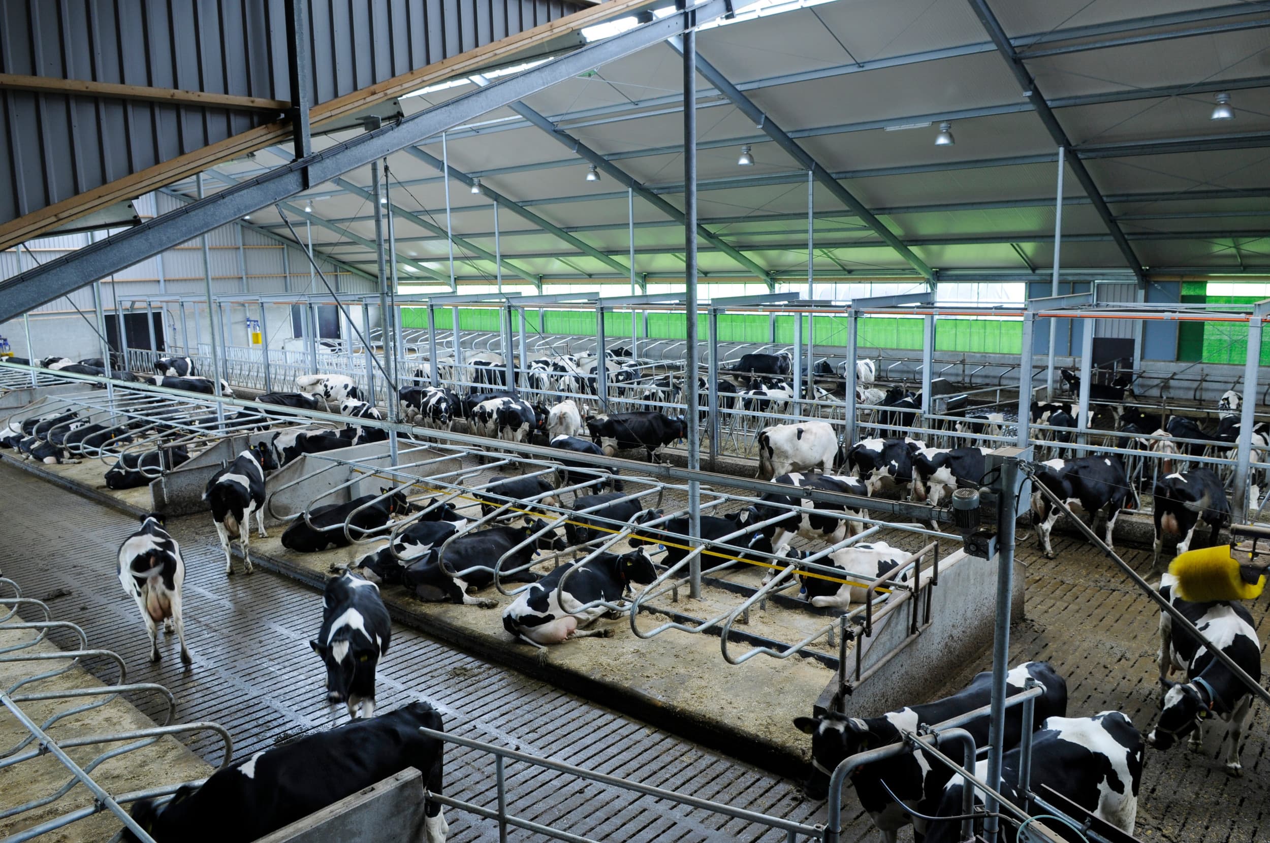 Krimp van de veestapel houdt melkprijzen hoog, terwijl groei juist drukt op de markt. Vergaderboer legt uit hoe politiek en boeren dit beïnvloeden. Foto: Fotostudio Wick Natzijl