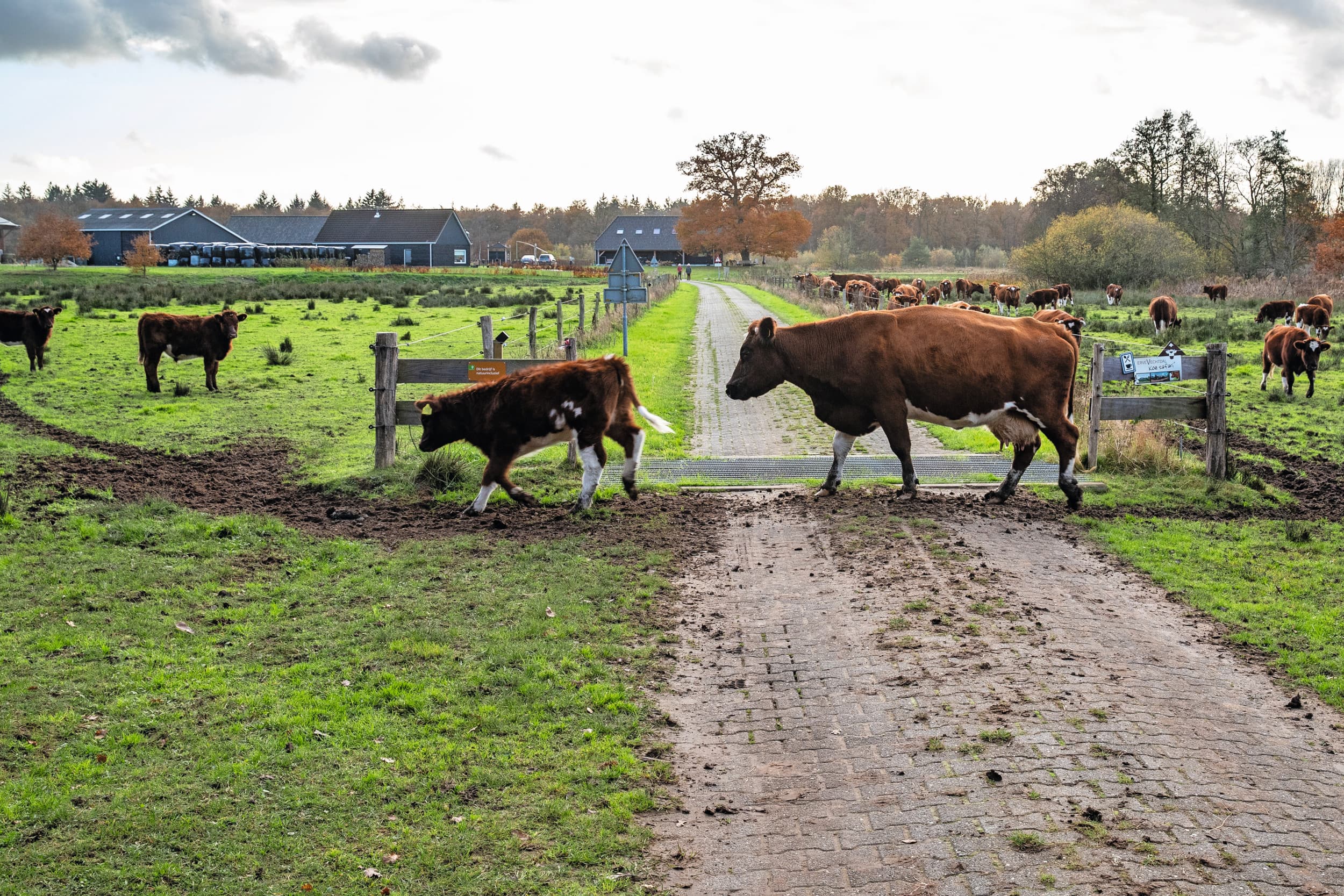Demissionair LVVN-staatssecretaris Jean Rummenie verwacht de wetswijziging voor de pachtregelgeving over een jaar naar de Tweede Kamer te sturen. Foto: Ronald Hissink