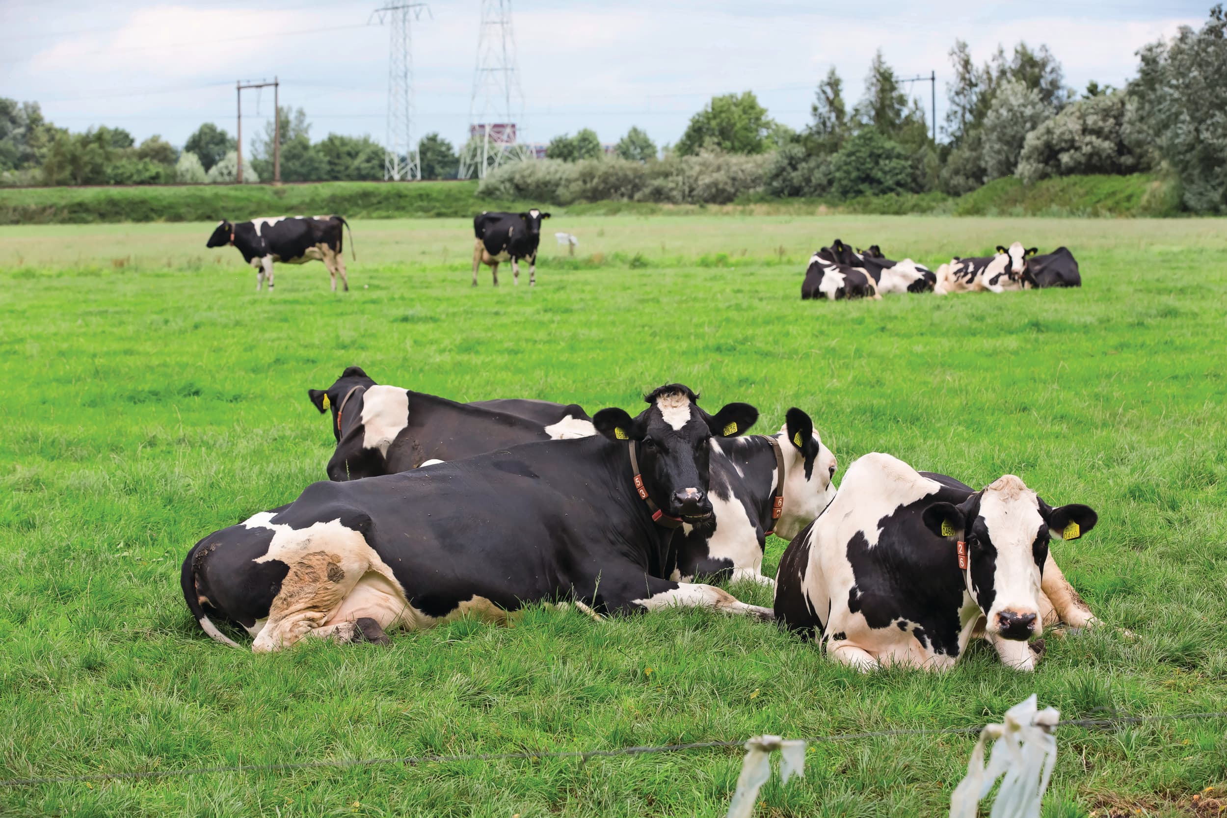 Politiek is er een ruime meerderheid voor grondgebonden melkveehouderij, ook is met de Europese Commissie afgesproken dat de melkveehouderij in 2032 grondgebonden is. Hoe dit ingevuld gaat worden, is nog niet duidelijk. Foto: Ruud Ploeg