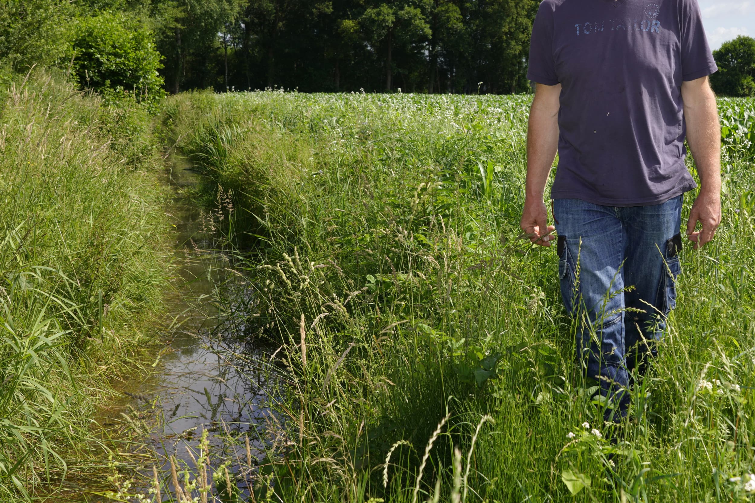 Nederland wil de natuurdoelen beperken tot wat Europees verplicht is. Extra nationale eisen moeten verdwijnen, zegt staatssecretaris Rummenie. Foto: Ruud Ploeg