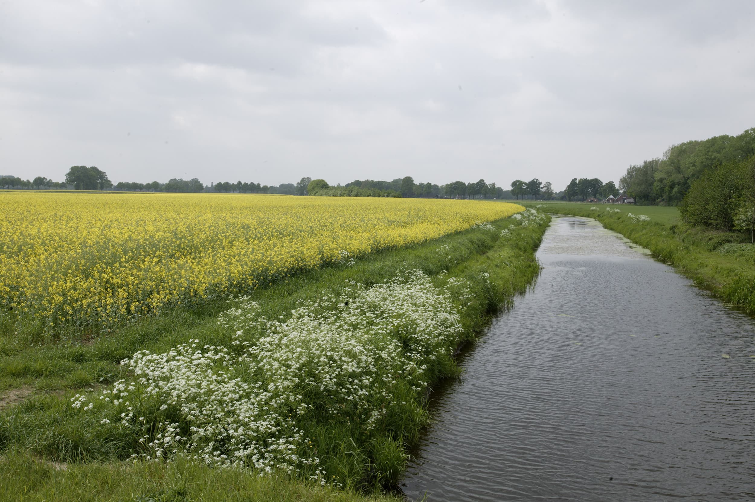 De landbouw levert minder nitraat aan het oppervlaktewater dan voorheen, blijkt uit nieuwe bronanalyse van WUR voor aandachtsgebieden mestbeleid. Foto: Hans Prinsen