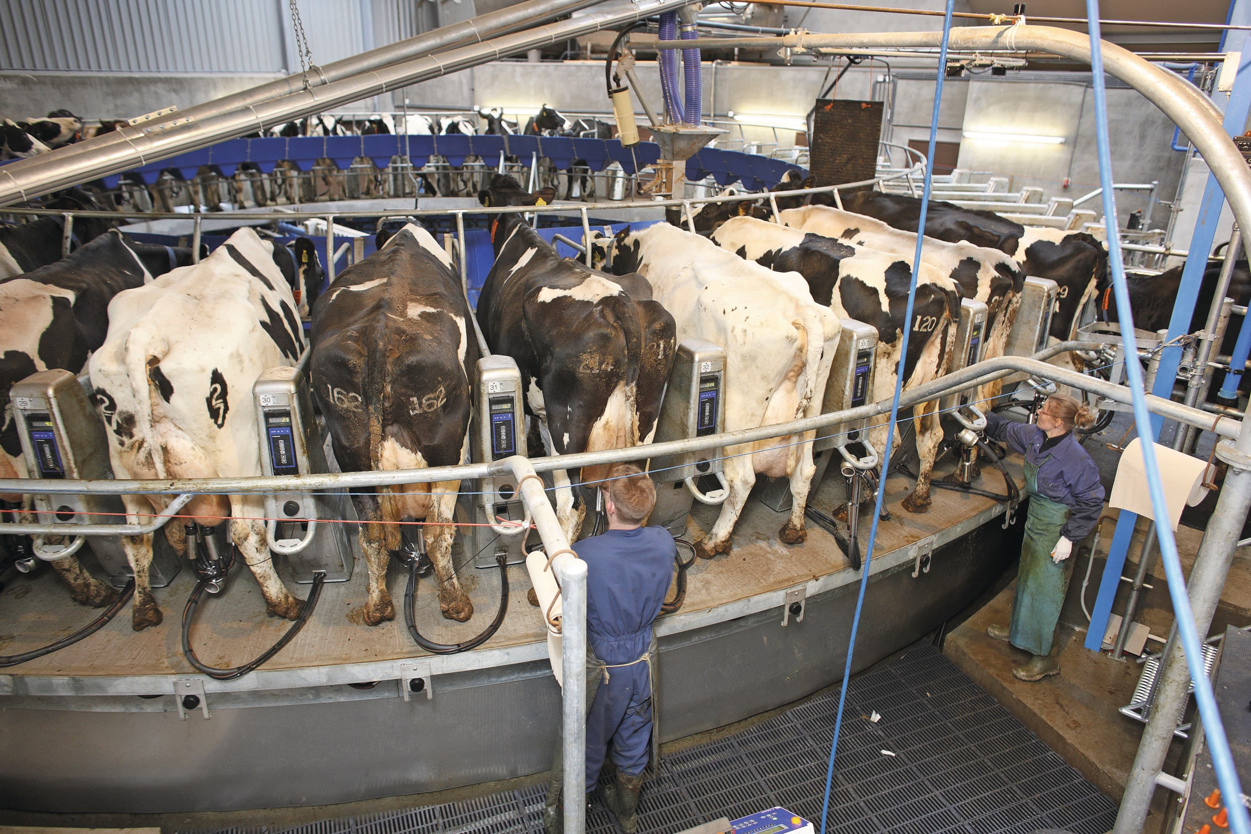 prijsdruk melk- zuivelmarkt 2025