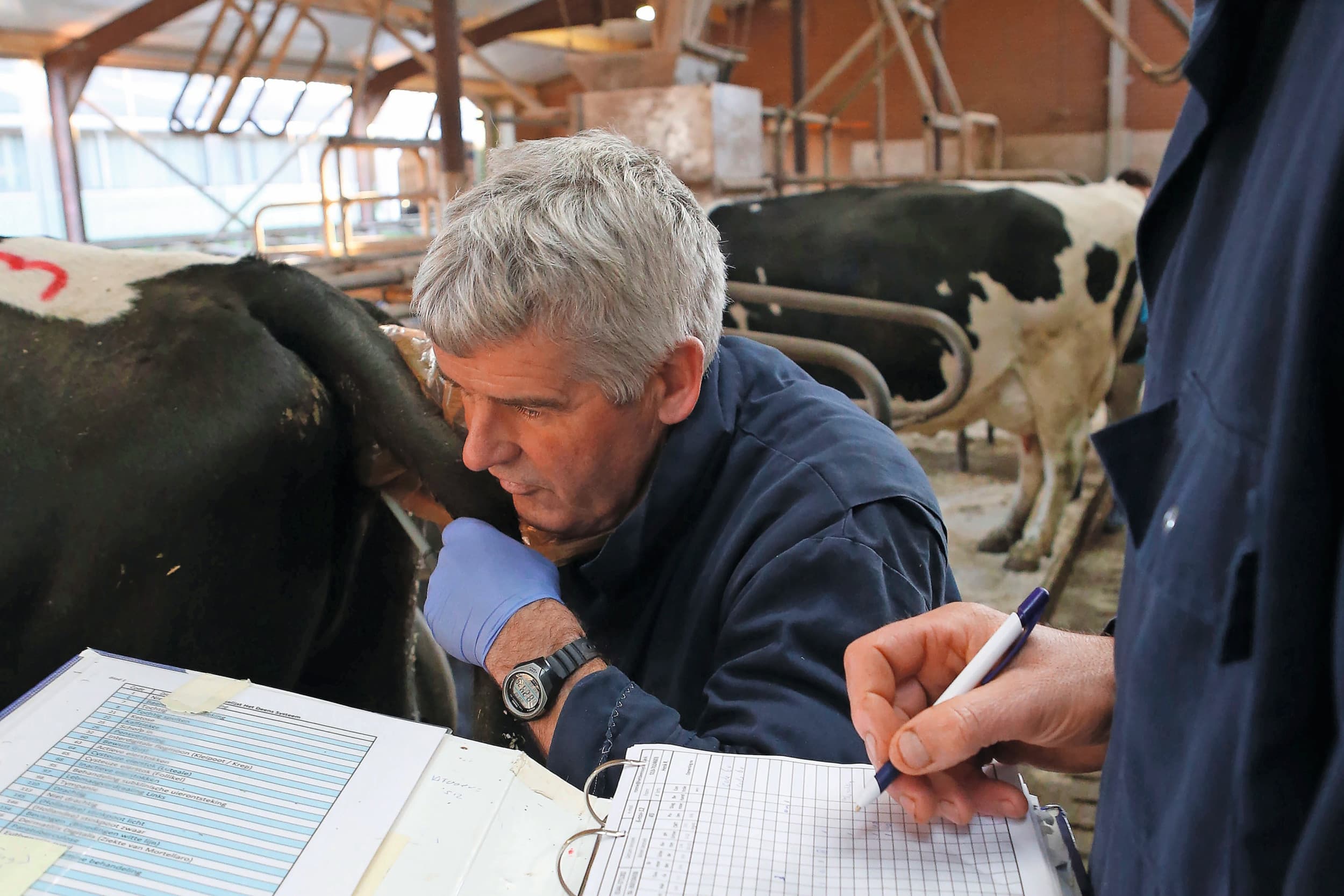 digitaal platform melkveehouderij