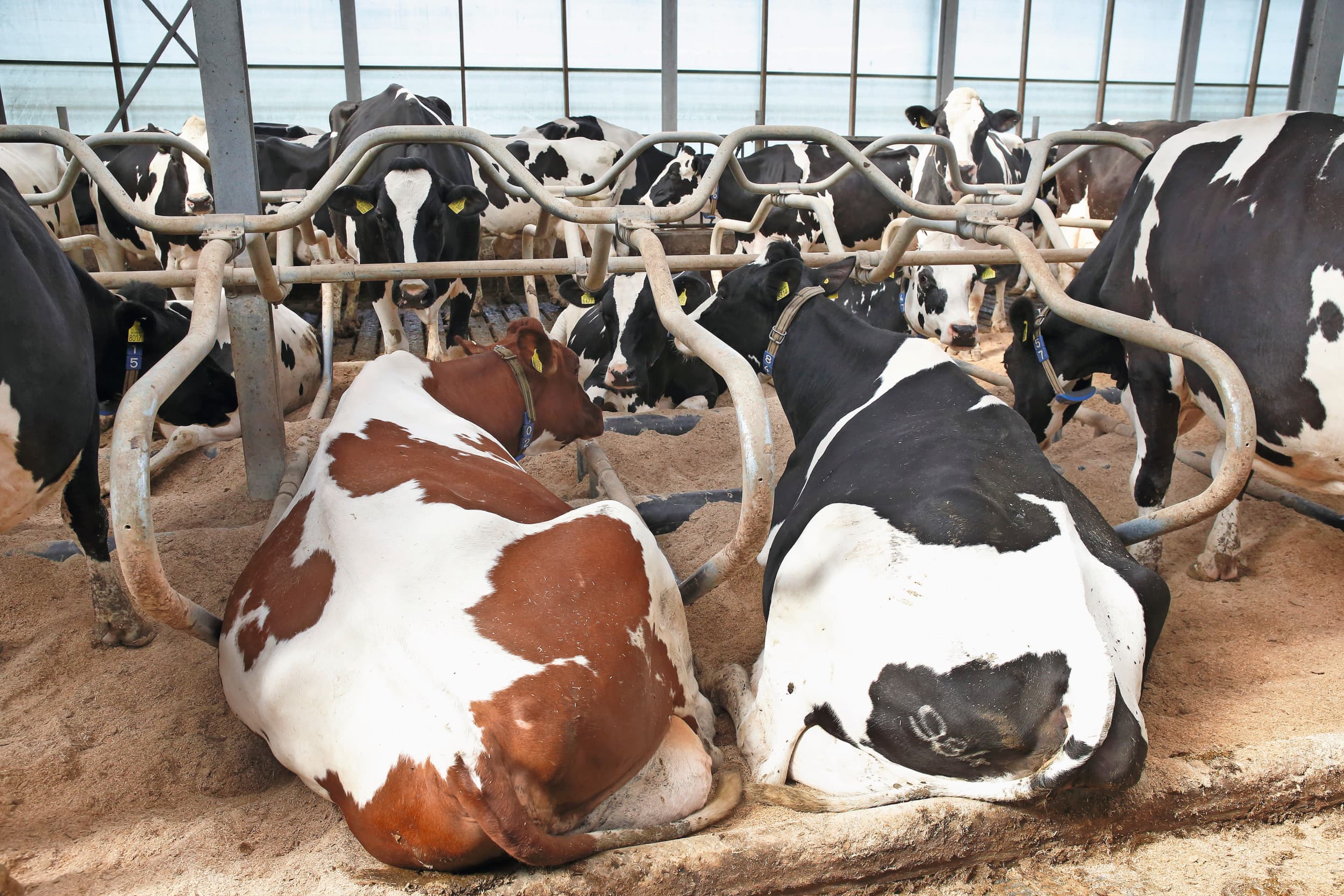 Gezondheid fokkerij melkveehouderij
