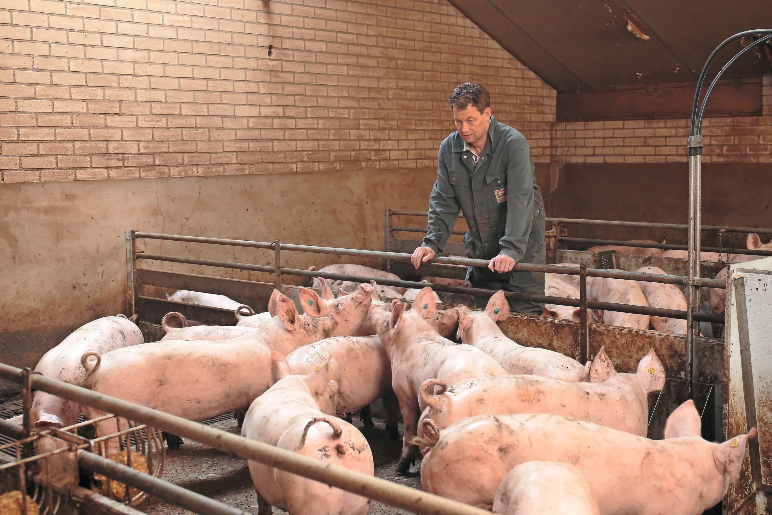 Het houden van varkens met lange staarten gaat niet zonder een uitvoerige en dagelijkse beoordeling van het dieren. De kunst is bijters of slachtoffers snel uit het koppel te verwijderen. Foto: Hans Prinsen