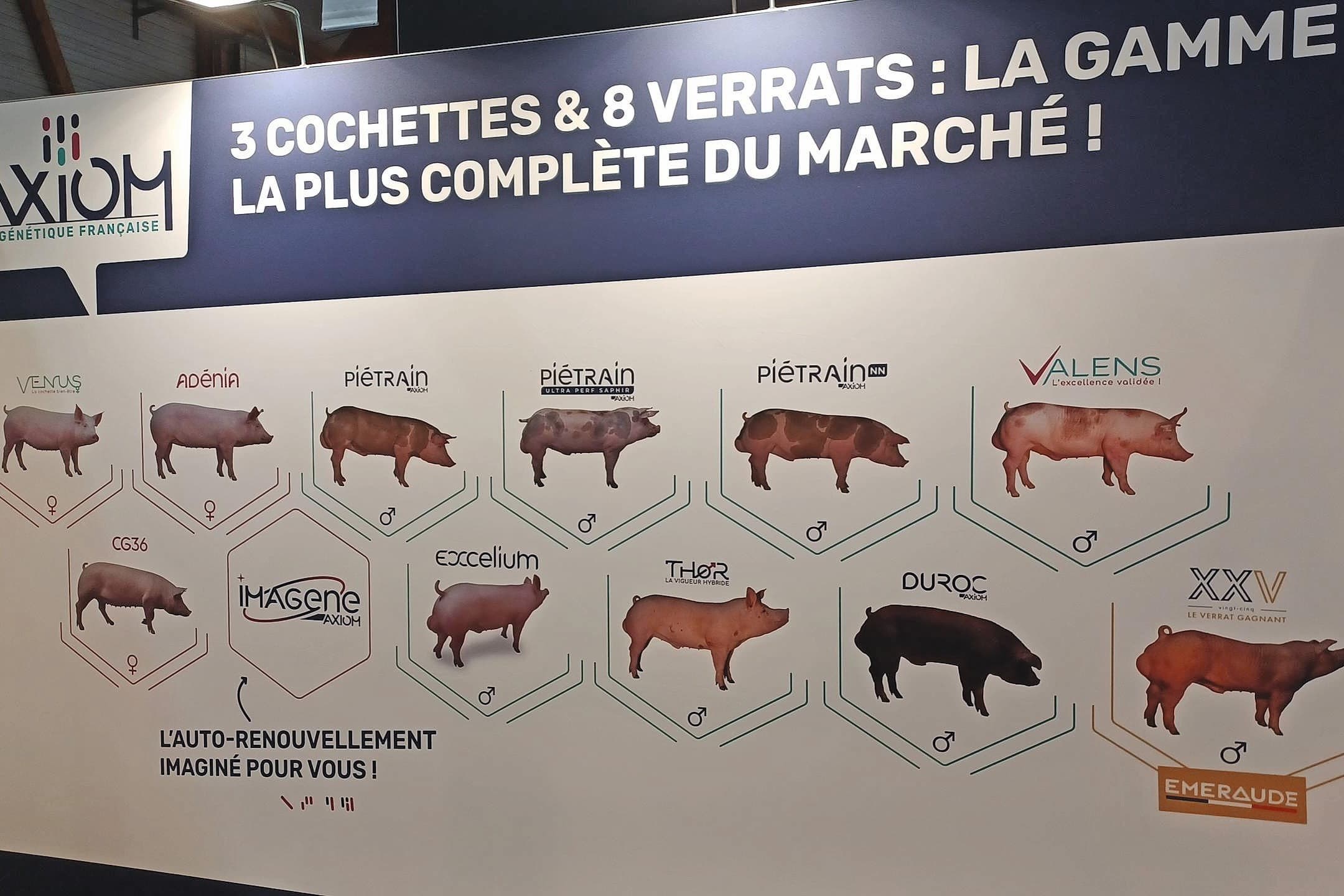 Axiom Genes Diffusion varkensfokkerij