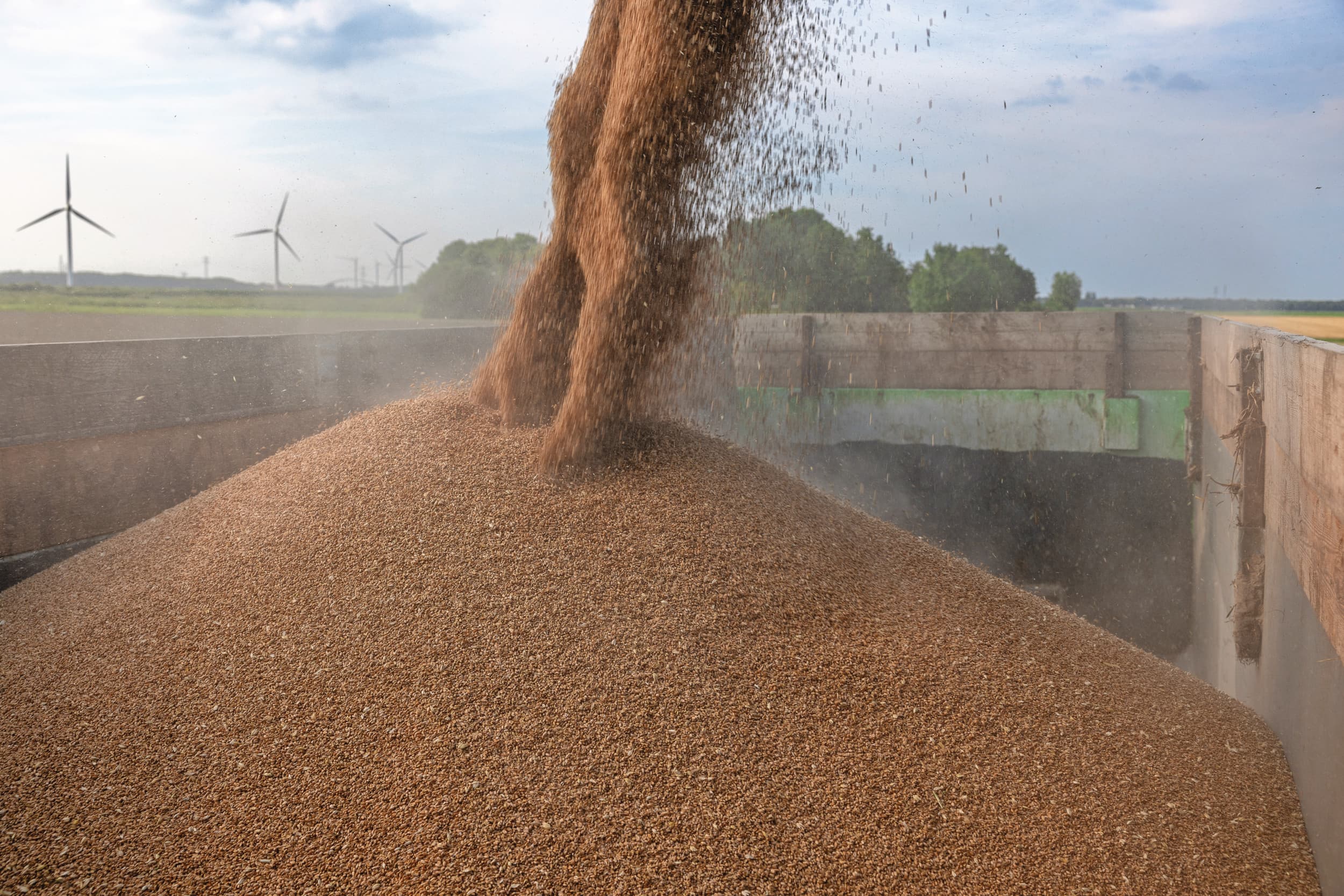 Graantelers in de EU oogsten dit jaar naar verwachting 137,25 miljoen ton tarwe, aldus het Wasde-rapport. Foto: Peter Roek