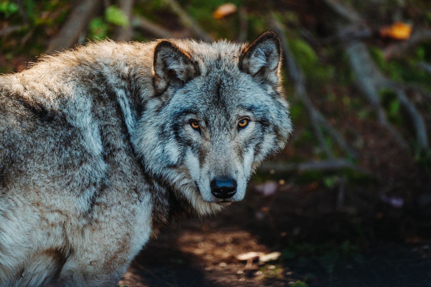 De gemeente Putten vraagt de provincie Gelderland om maatregelen tegen de wolf, vanwege toenemende aanvallen op vee, hobby- en huisdieren. Foto: Canva/Benjamin Bryer