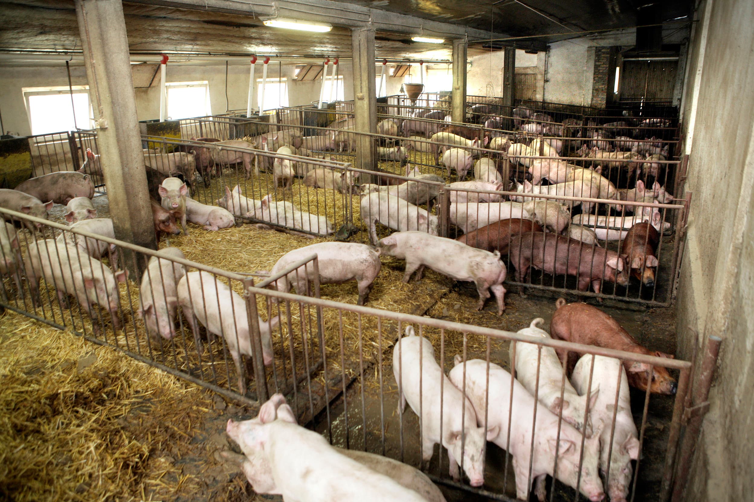 Stro kan een besmettingsroute zijn voor het AVP-virus op Poolse varkensbedrijven. Foto: Henk Riswick